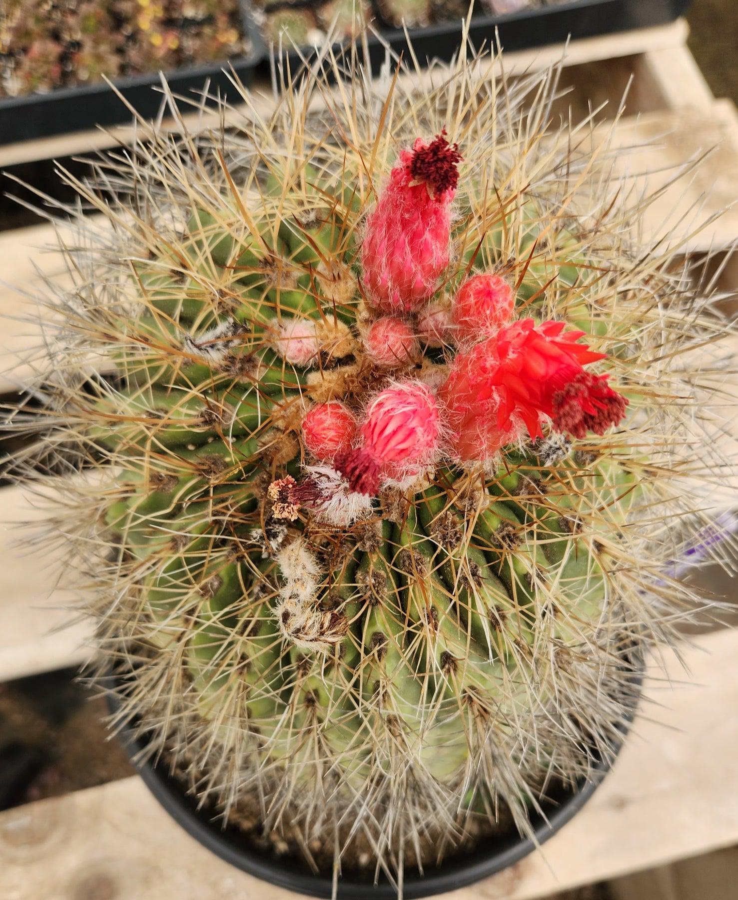 #EC80 EXACT Denmoza Rhodacontha Cactus Specimen-Cactus - Large - Exact-The Succulent Source