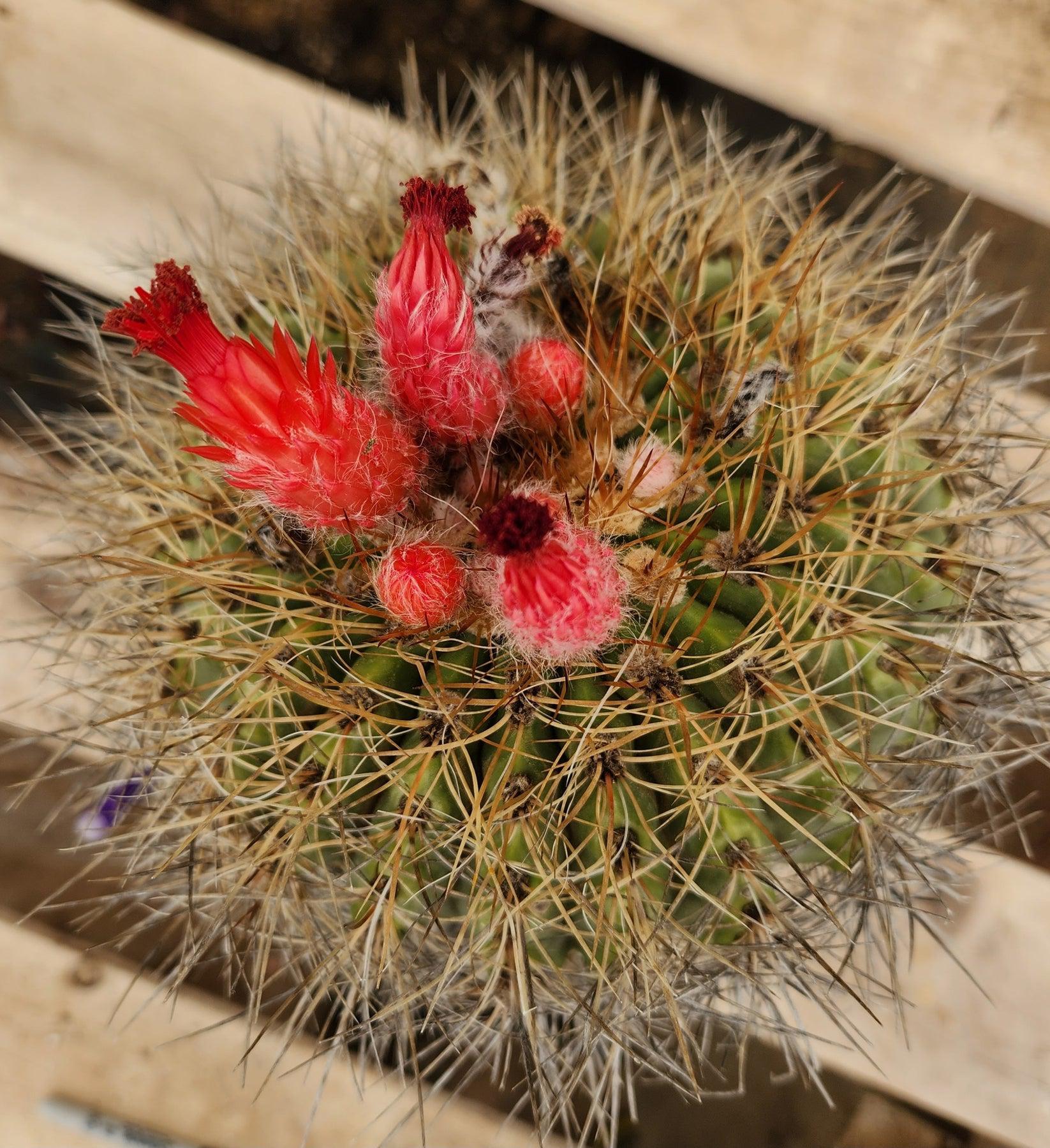 #EC80 EXACT Denmoza Rhodacontha Cactus Specimen-Cactus - Large - Exact-The Succulent Source