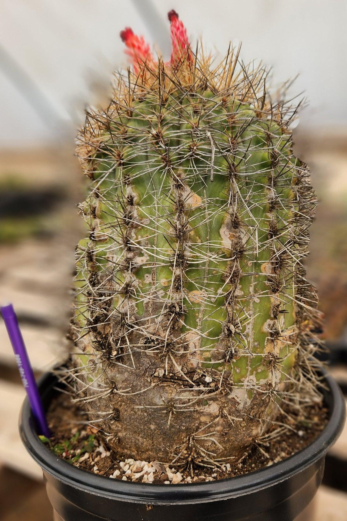 #EC80 EXACT Denmoza Rhodacontha Cactus Specimen-Cactus - Large - Exact-The Succulent Source