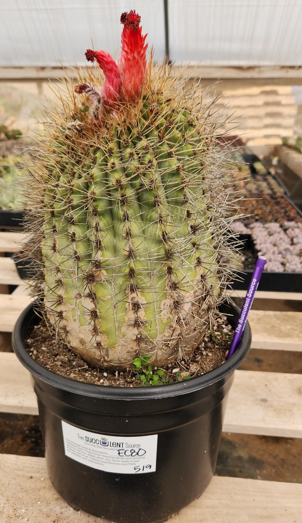 #EC80 EXACT Denmoza Rhodacontha Cactus Specimen-Cactus - Large - Exact-The Succulent Source