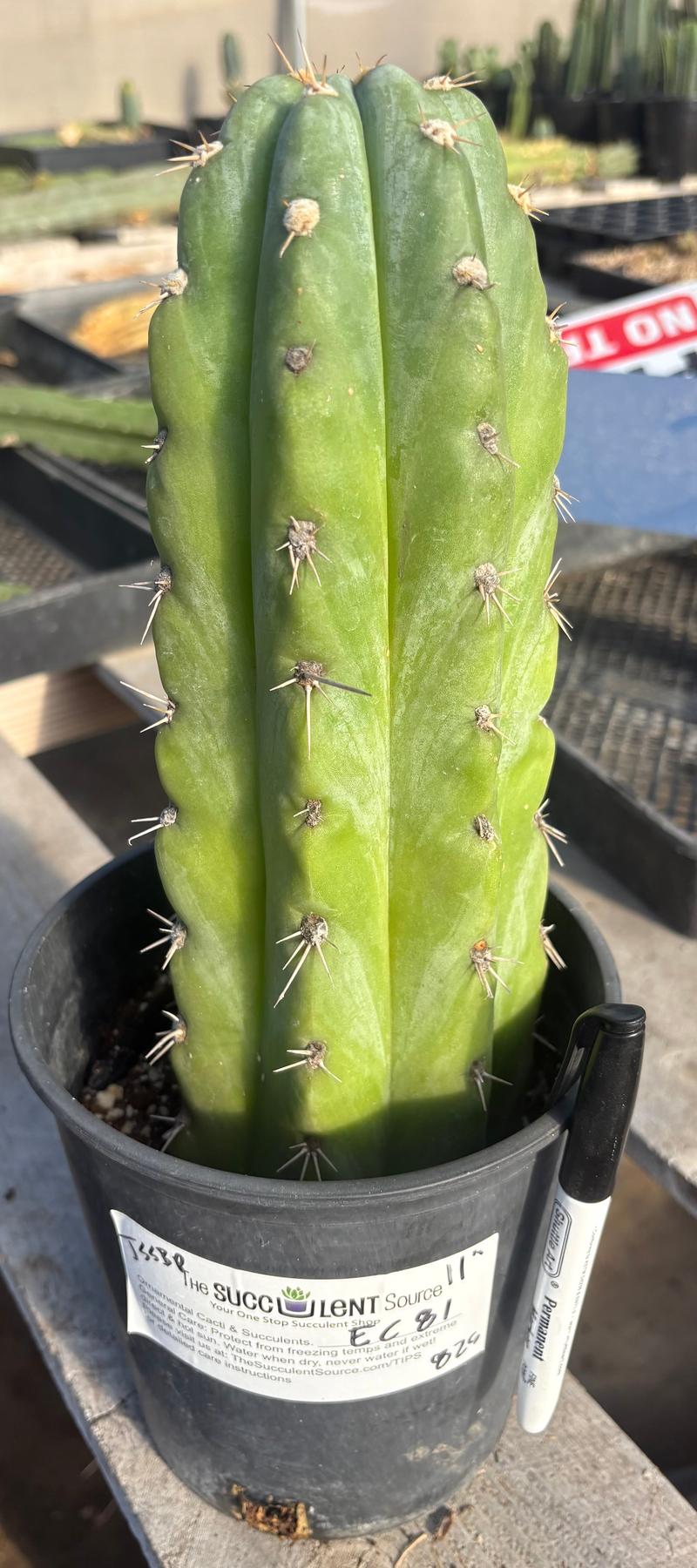 #EC81 EXACT Trichocereus Peruvianus TSSBP Cactus 11”-Cactus - Large - Exact-The Succulent Source