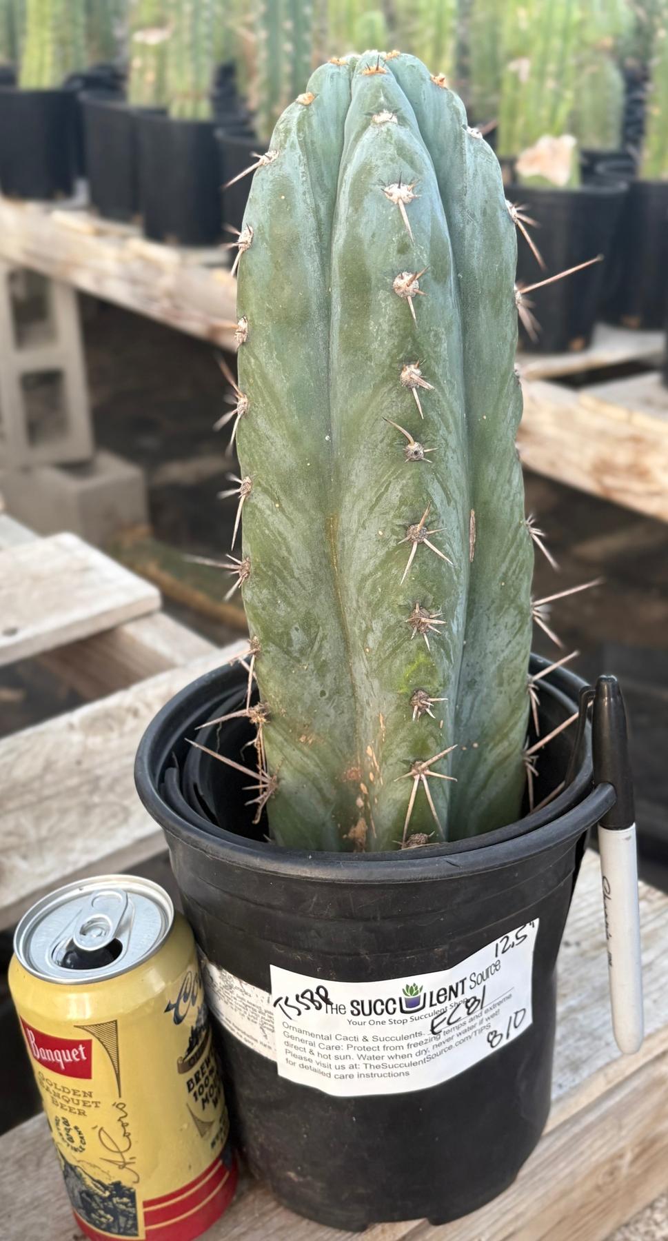 #EC81 EXACT Trichocereus Peruvianus TSSBP Cactus 12.5”-Cactus - Large - Exact-The Succulent Source