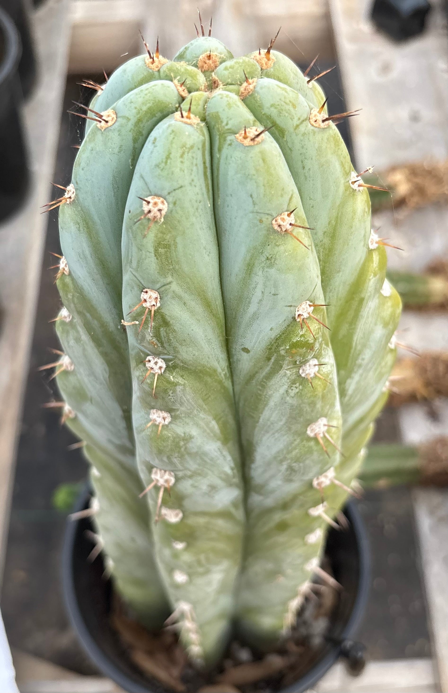 #EC81 EXACT Trichocereus Peruvianus TSSBP Cactus 14.5”-Cactus - Large - Exact-The Succulent Source