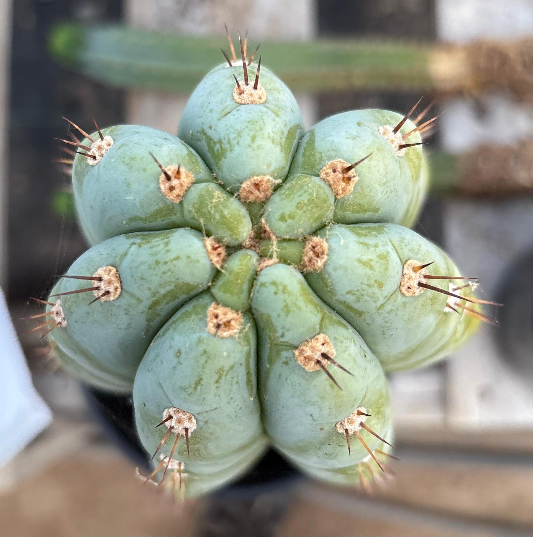 #EC81 EXACT Trichocereus Peruvianus TSSBP Cactus 14.5”-Cactus - Large - Exact-The Succulent Source