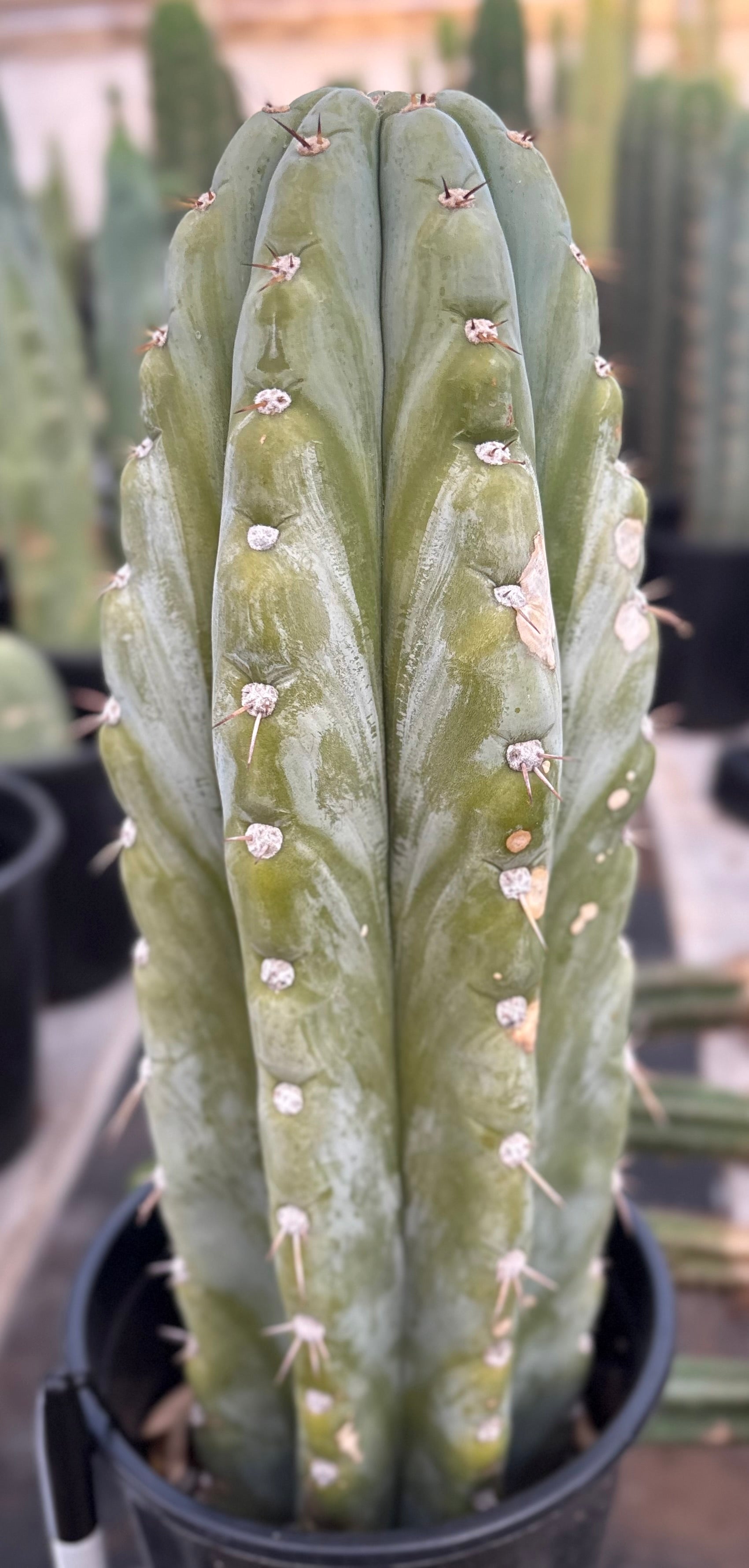 #EC81 EXACT Trichocereus Peruvianus TSSBP Cactus 14.5”-Cactus - Large - Exact-The Succulent Source