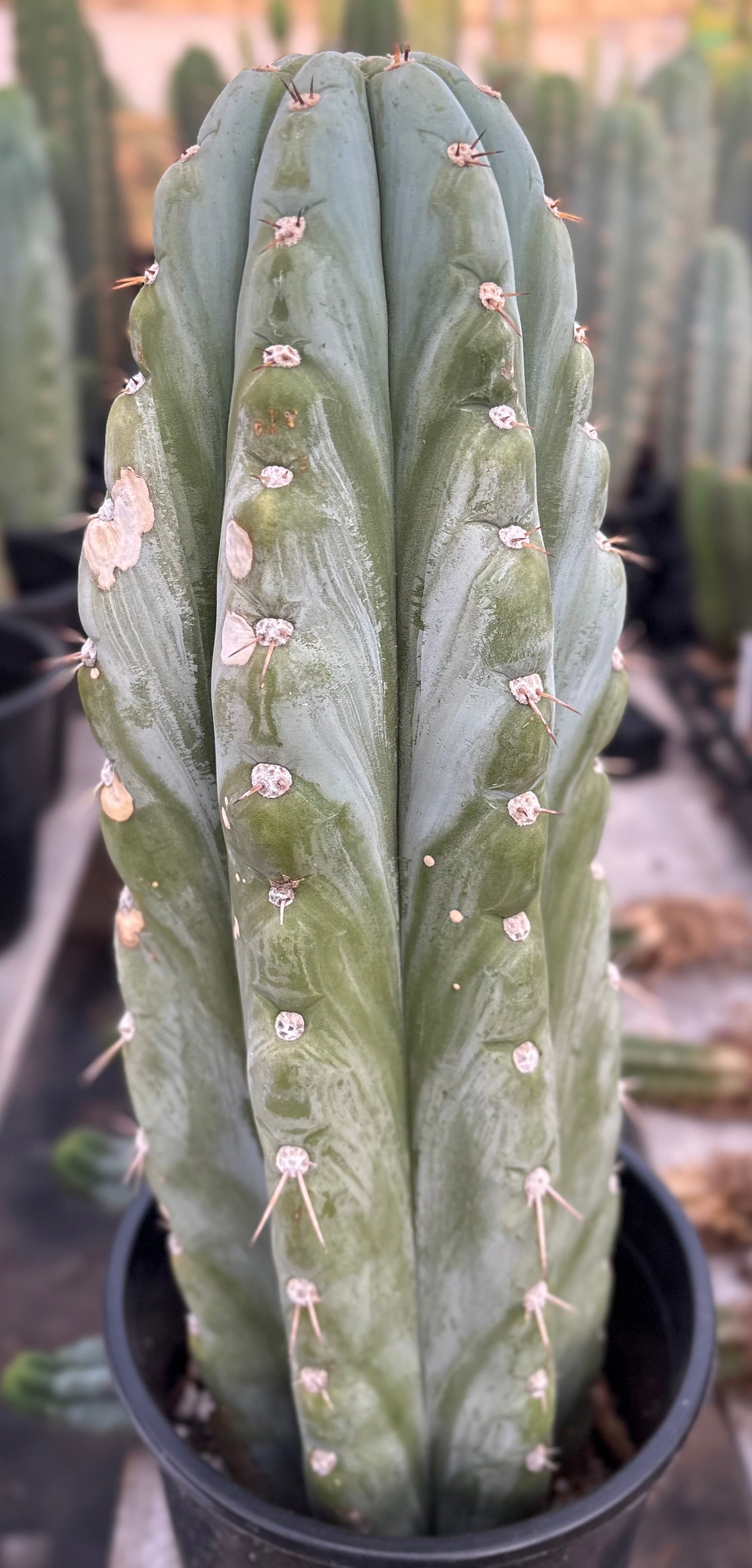 #EC81 EXACT Trichocereus Peruvianus TSSBP Cactus 14.5”-Cactus - Large - Exact-The Succulent Source