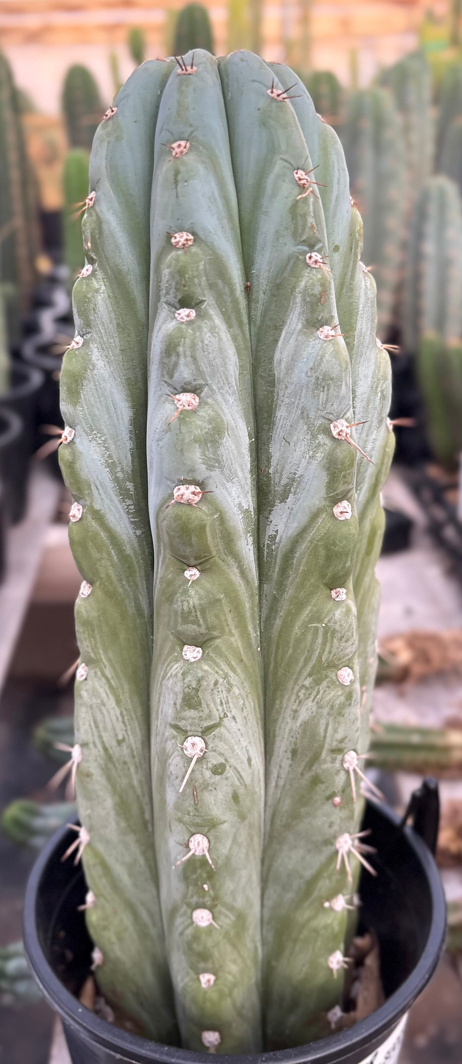 #EC81 EXACT Trichocereus Peruvianus TSSBP Cactus 14.5”-Cactus - Large - Exact-The Succulent Source