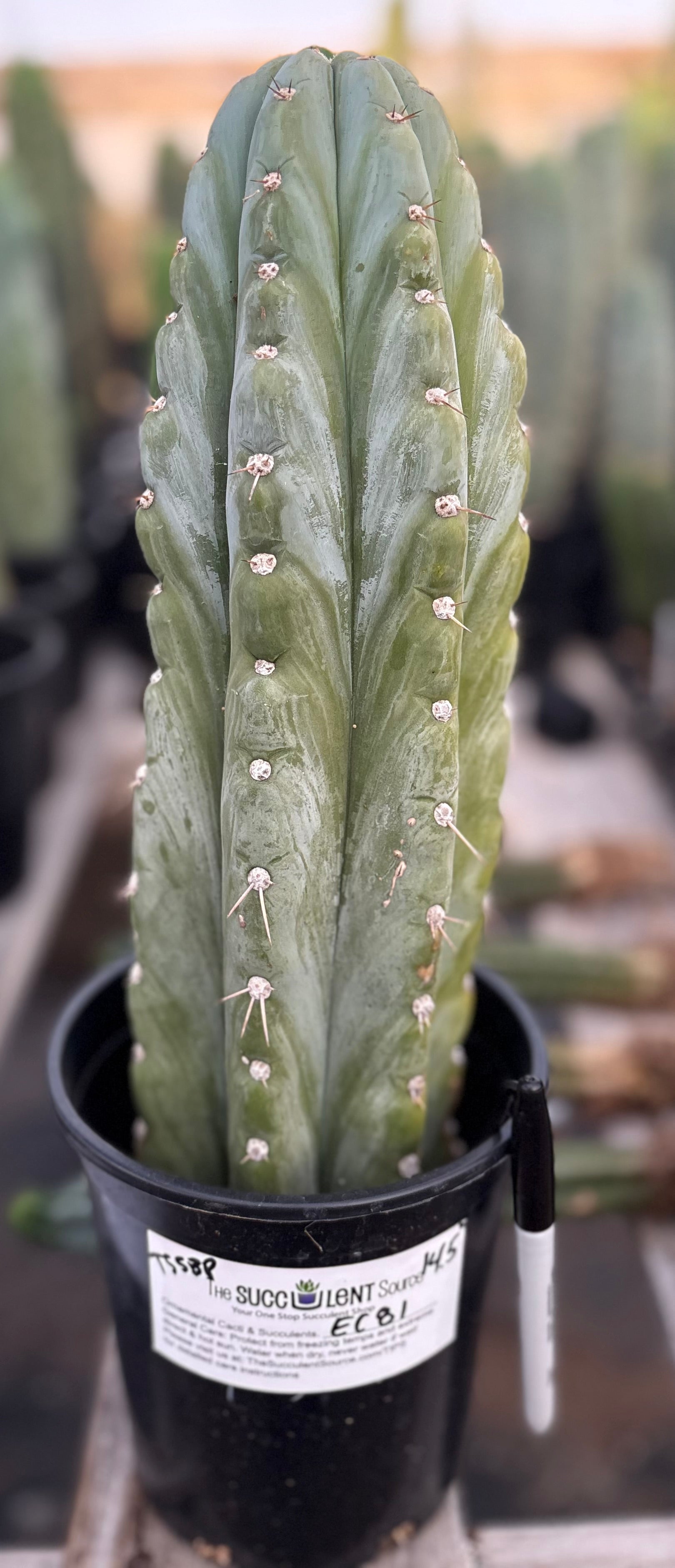 #EC81 EXACT Trichocereus Peruvianus TSSBP Cactus 14.5”-Cactus - Large - Exact-The Succulent Source