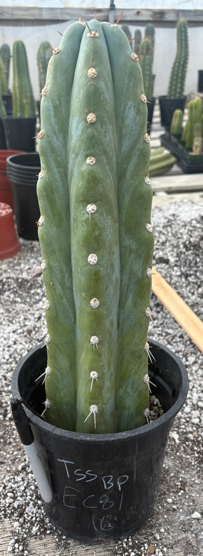 #EC81 EXACT Trichocereus Peruvianus TSSBP Cactus 16”-Cactus - Large - Exact-The Succulent Source