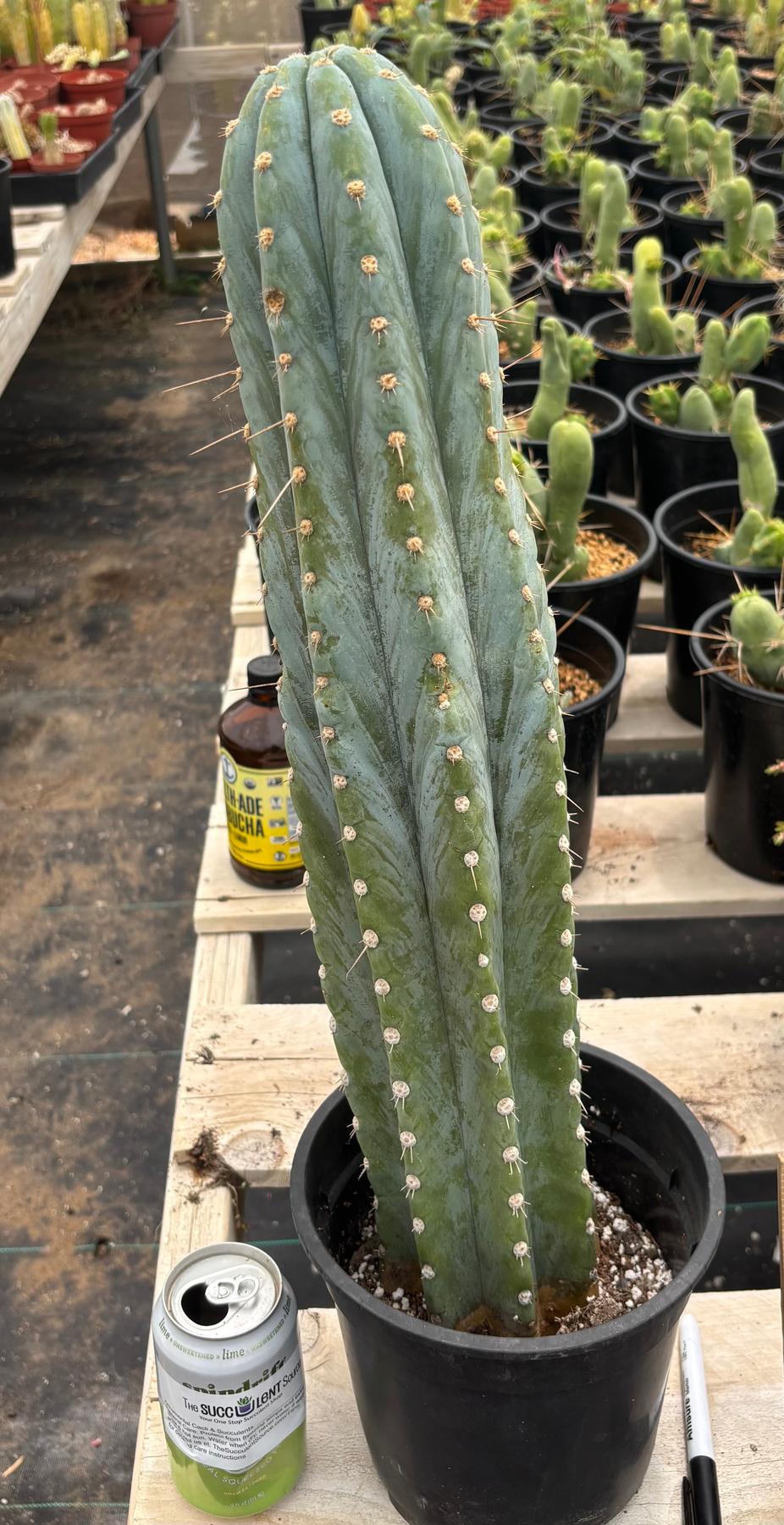 #EC81 EXACT Trichocereus Peruvianus TSSBP Cactus (2 options)-Cactus - Large - Exact-The Succulent Source