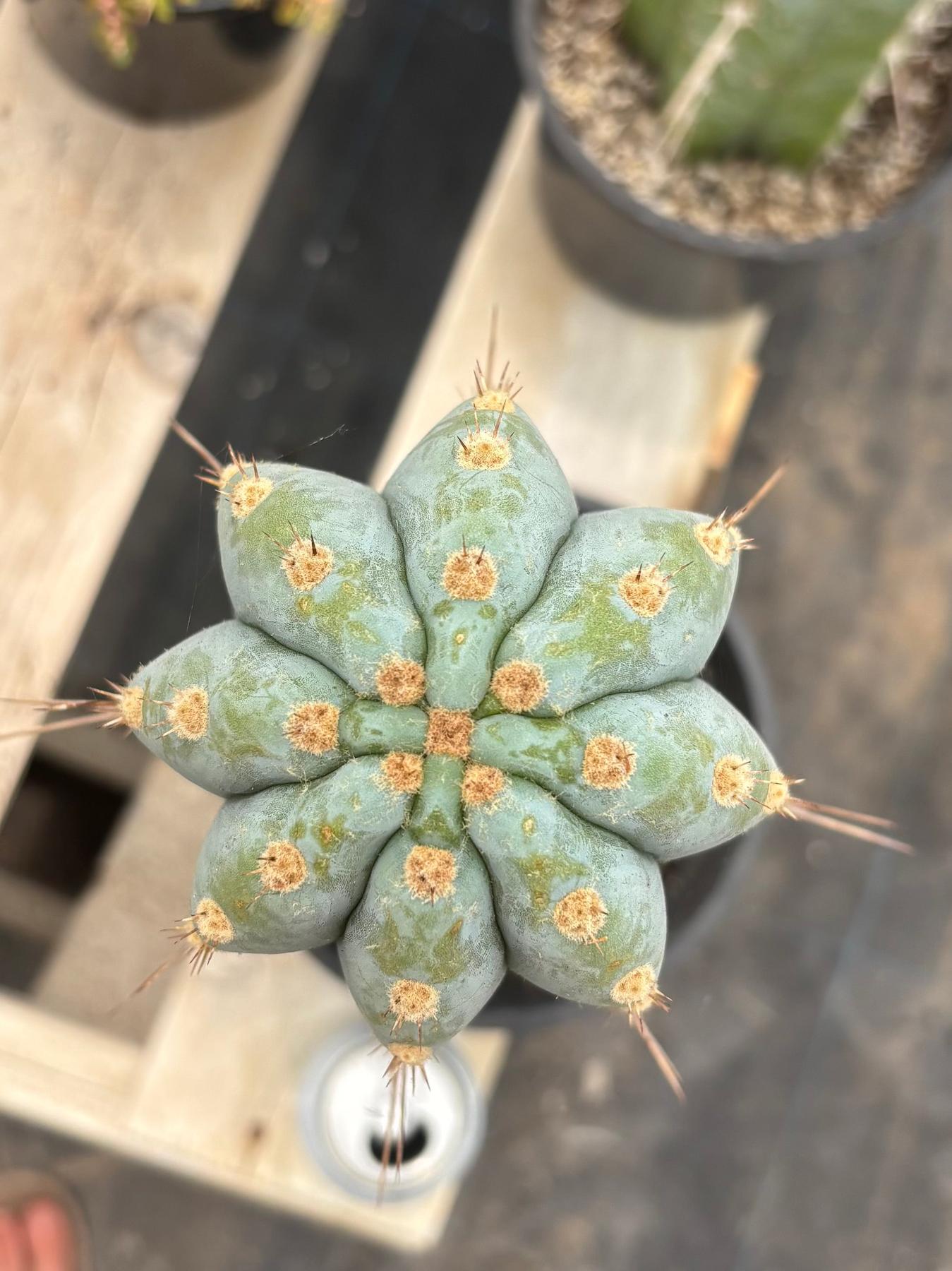 #EC81 EXACT Trichocereus Peruvianus TSSBP Cactus (2 options)-Cactus - Large - Exact-The Succulent Source