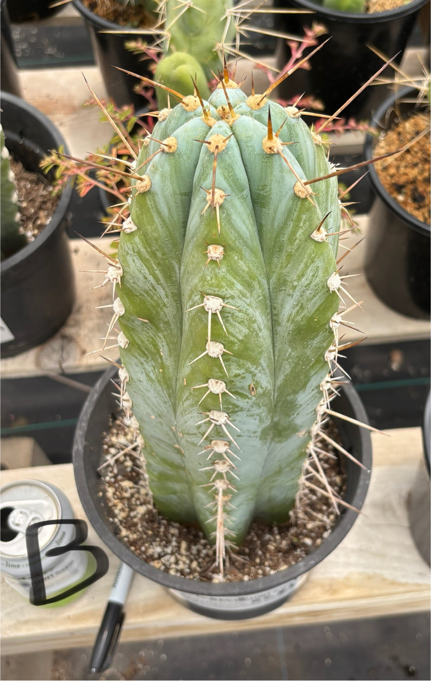 #EC81 EXACT Trichocereus Peruvianus TSSBP Cactus (2 options)-Cactus - Large - Exact-The Succulent Source
