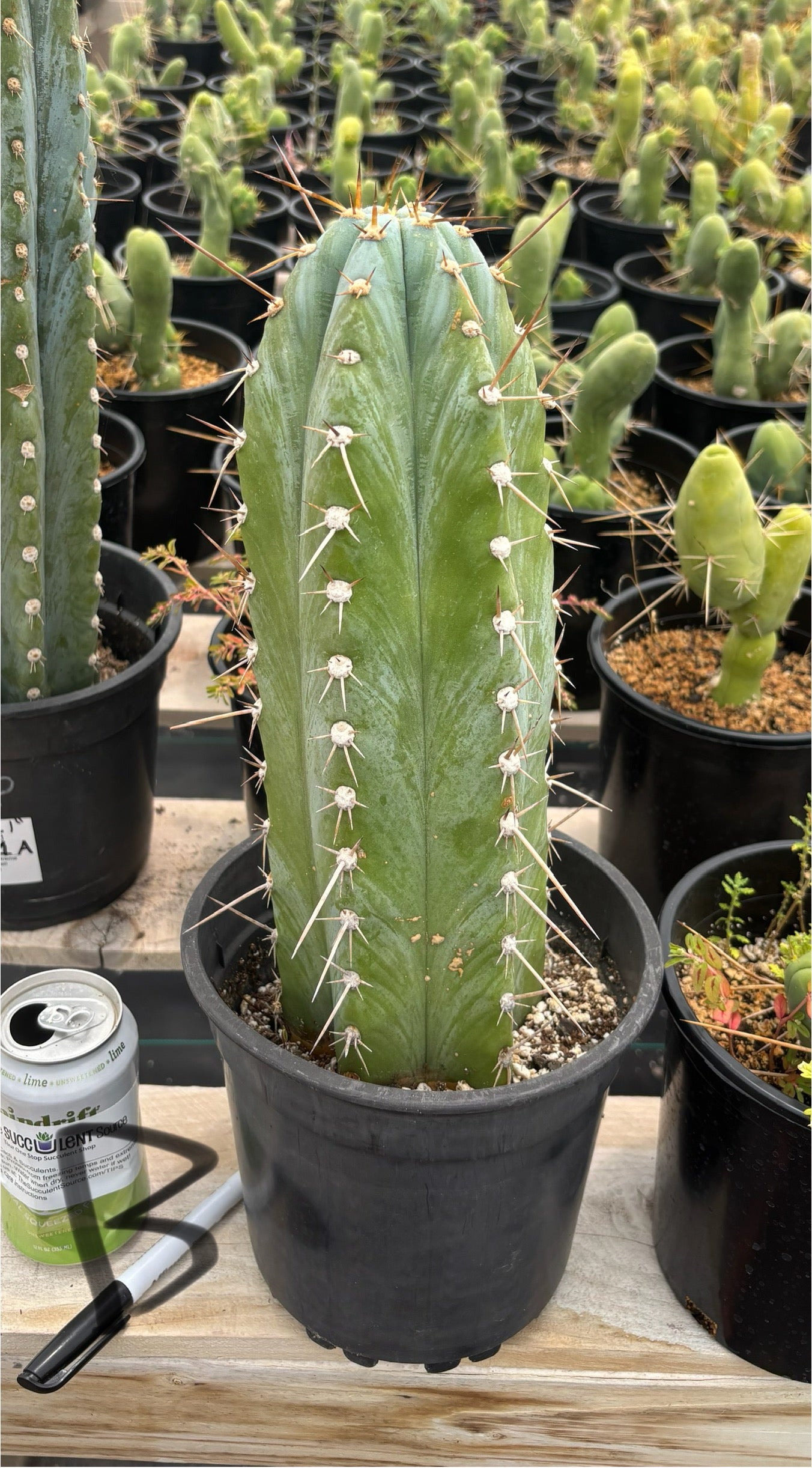 #EC81 EXACT Trichocereus Peruvianus TSSBP Cactus (2 options)-Cactus - Large - Exact-The Succulent Source