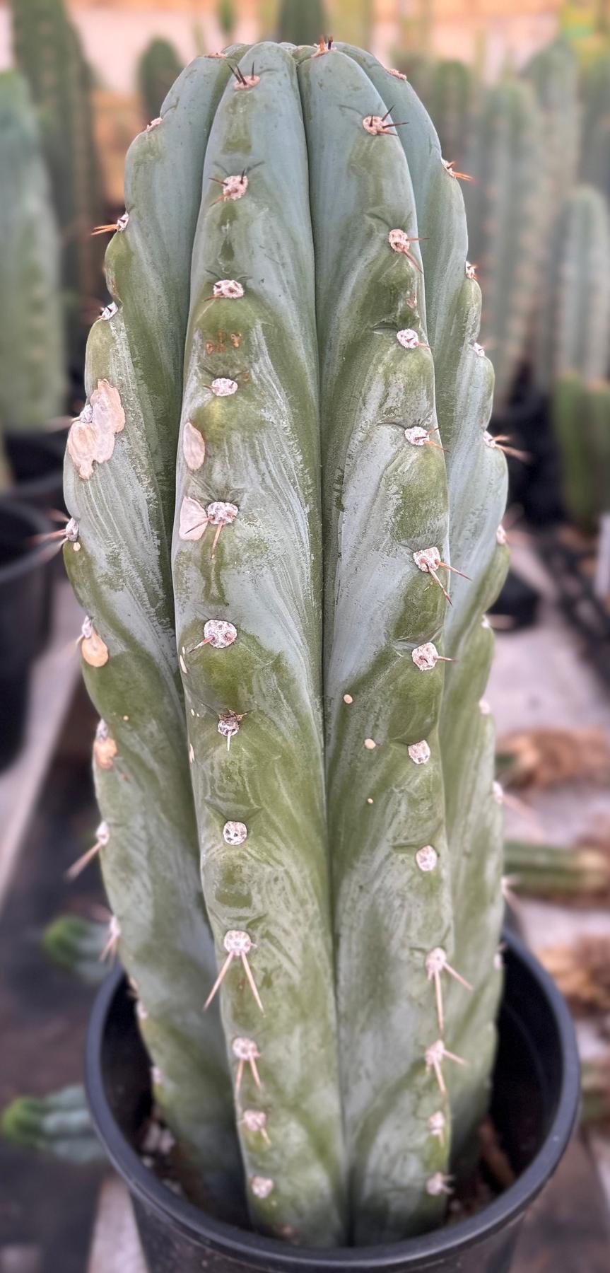 #EC81 EXACT Trichocereus Peruvianus TSSBP Cactus 14.5”-Cactus - Large - Exact-The Succulent Source