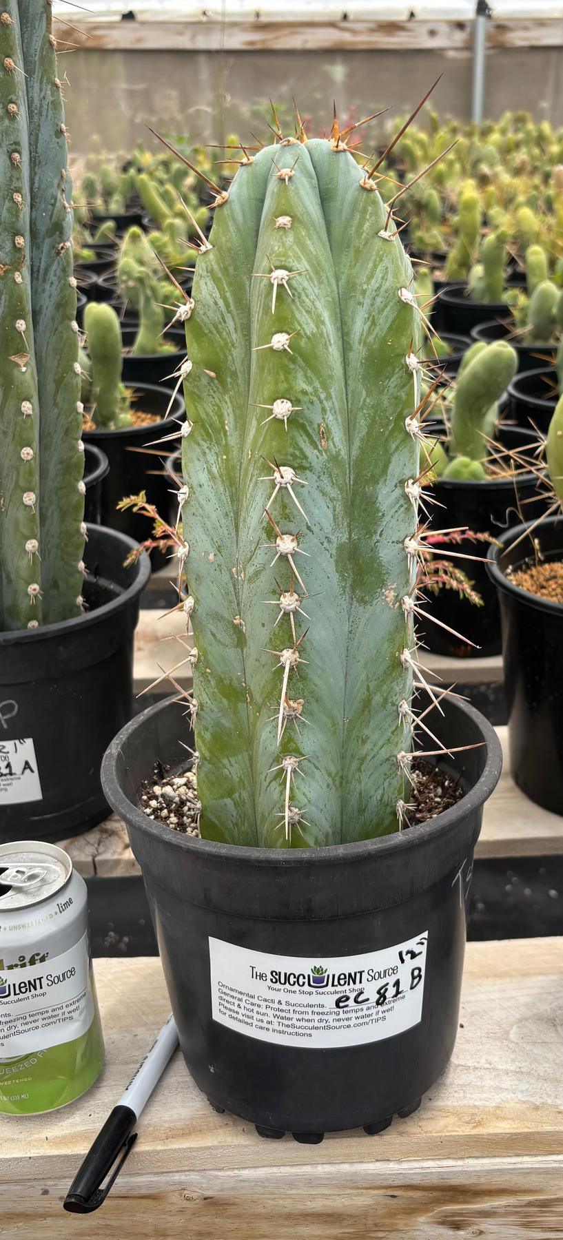 #EC81 EXACT Trichocereus Peruvianus TSSBP Cactus (2 options)-Cactus - Large - Exact-The Succulent Source