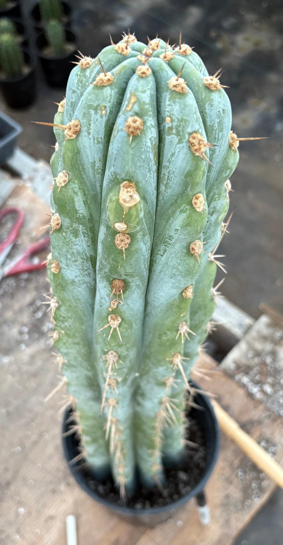 #EC81 EXACT Trichocereus Peruvianus TSSBP Cactus 20