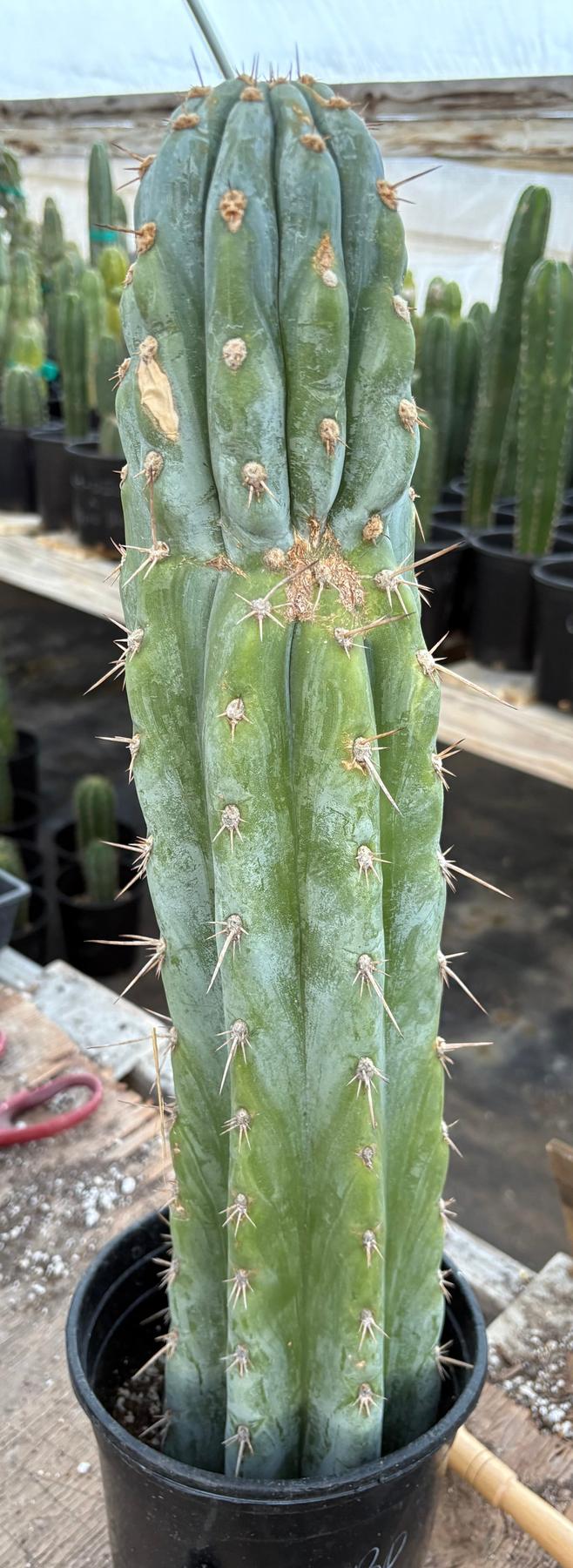 san pedro cactus droga #EC81 EXACT Trichocereus Peruvianus TSSBP Cactus 20”