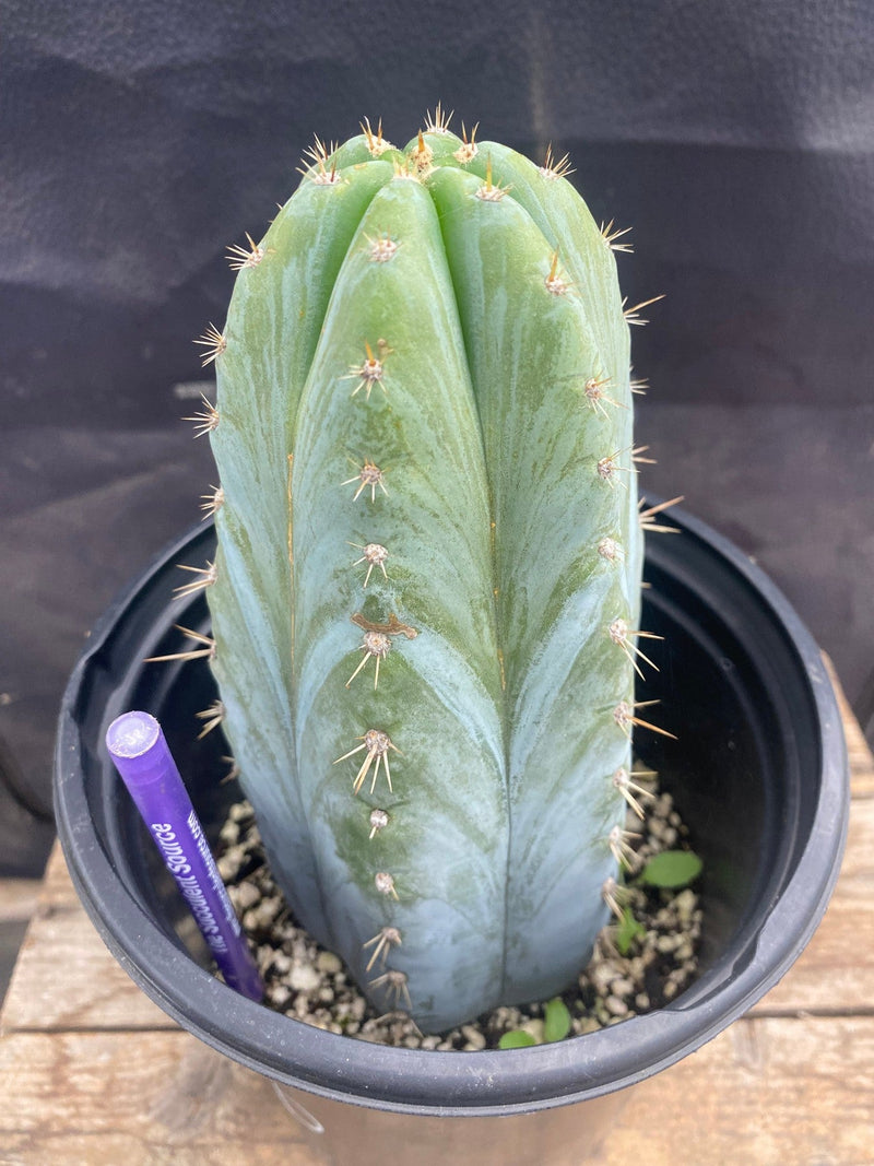 #EC81 EXACT Trichocereus Peruvianus TSSBP Cactus 8”