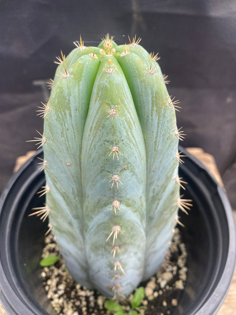 #EC81 EXACT Trichocereus Peruvianus TSSBP Cactus 8”