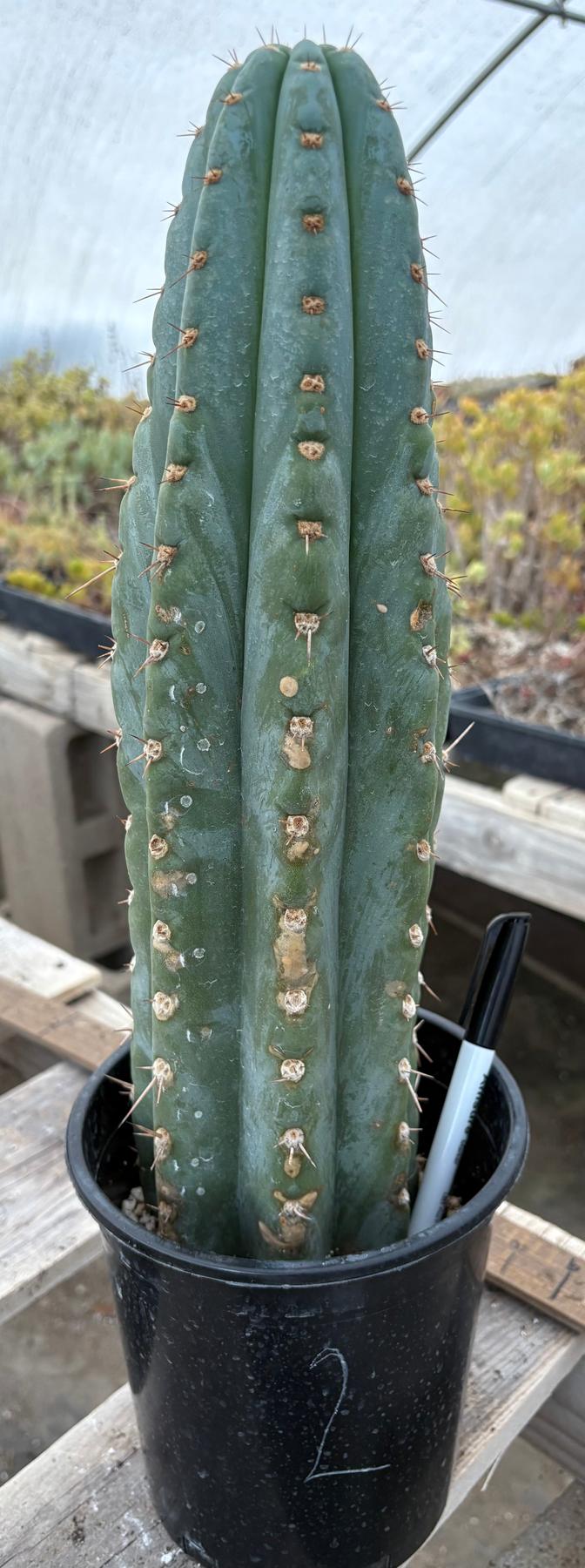 #EC81 EXACT Trichocereus Peruvianus TSSBP Potted Cactus A or B-Cactus - Large - Exact-The Succulent Source