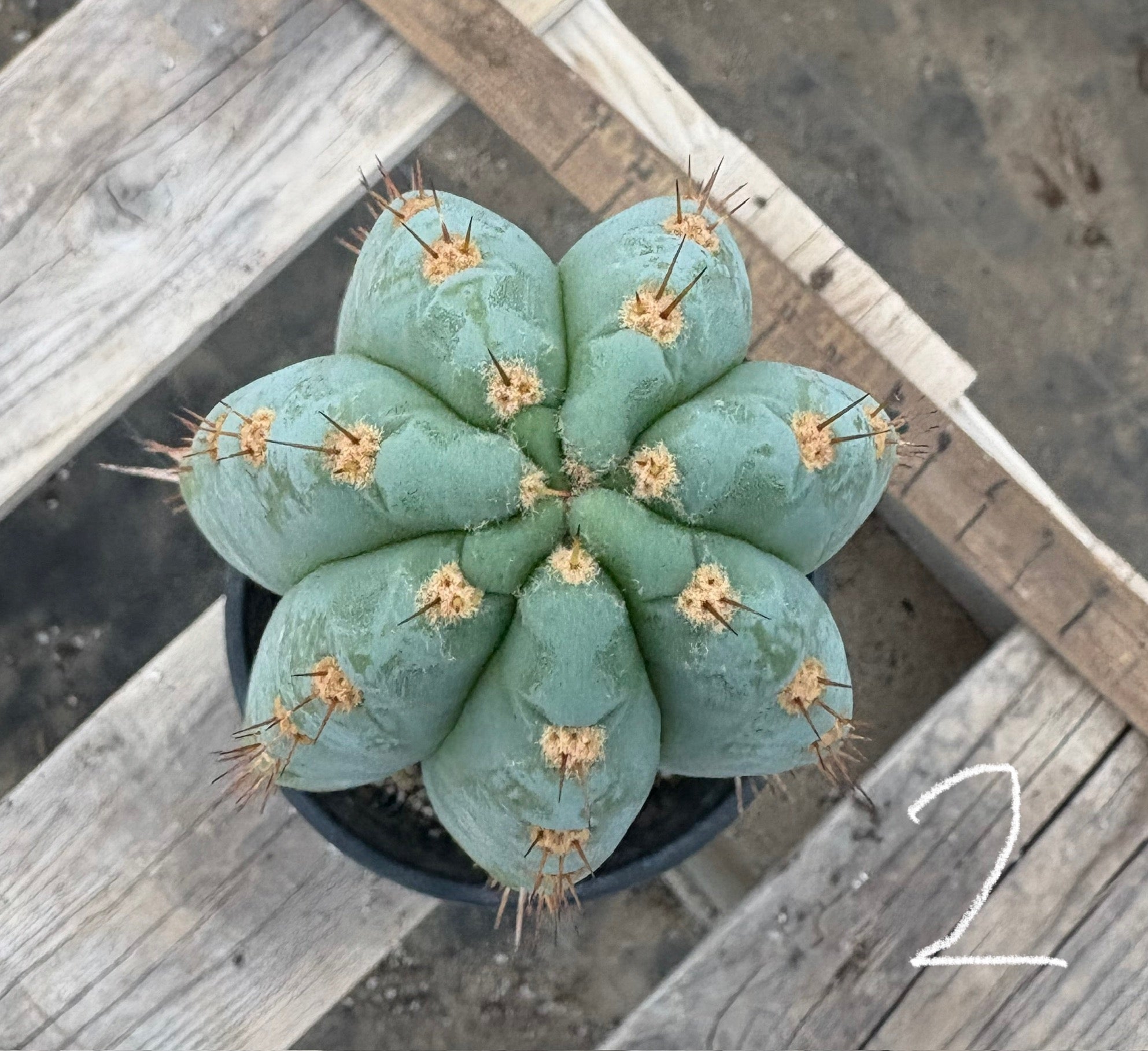#EC81 EXACT Trichocereus Peruvianus TSSBP Potted Cactus A or B-Cactus - Large - Exact-The Succulent Source