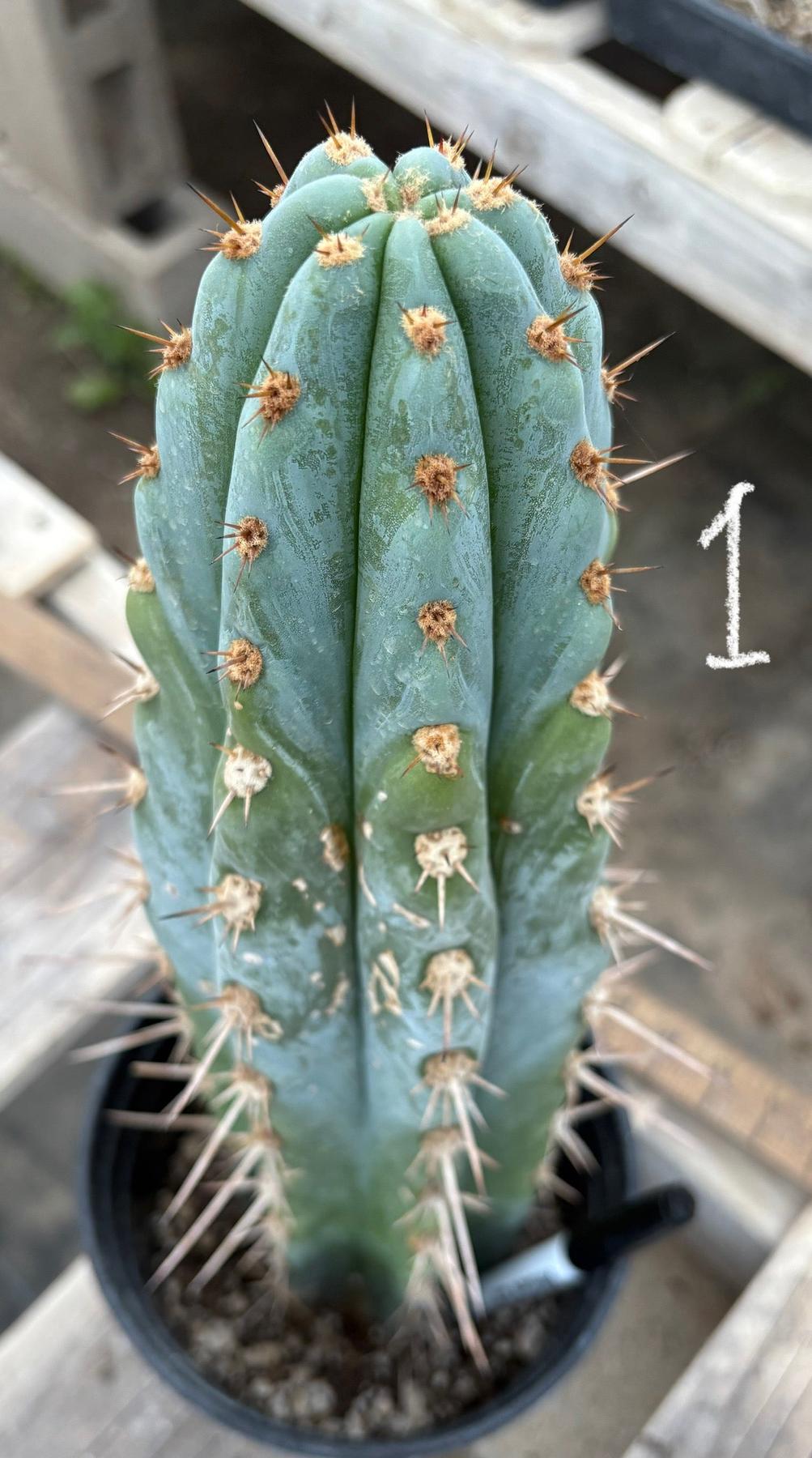 #EC81 EXACT Trichocereus Peruvianus TSSBP Potted Cactus A or B-Cactus - Large - Exact-The Succulent Source
