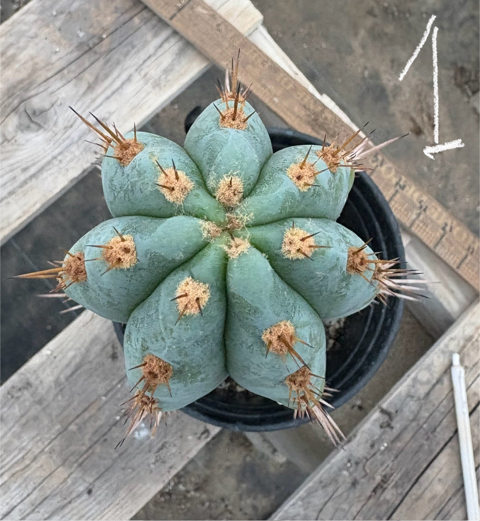 #EC81 EXACT Trichocereus Peruvianus TSSBP Potted Cactus A or B-Cactus - Large - Exact-The Succulent Source