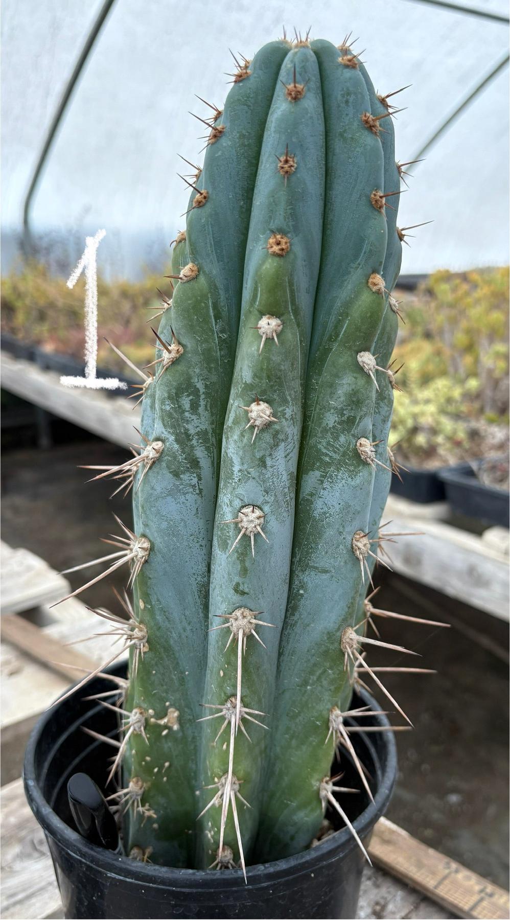 #EC81 EXACT Trichocereus Peruvianus TSSBP Potted Cactus A or B-Cactus - Large - Exact-The Succulent Source