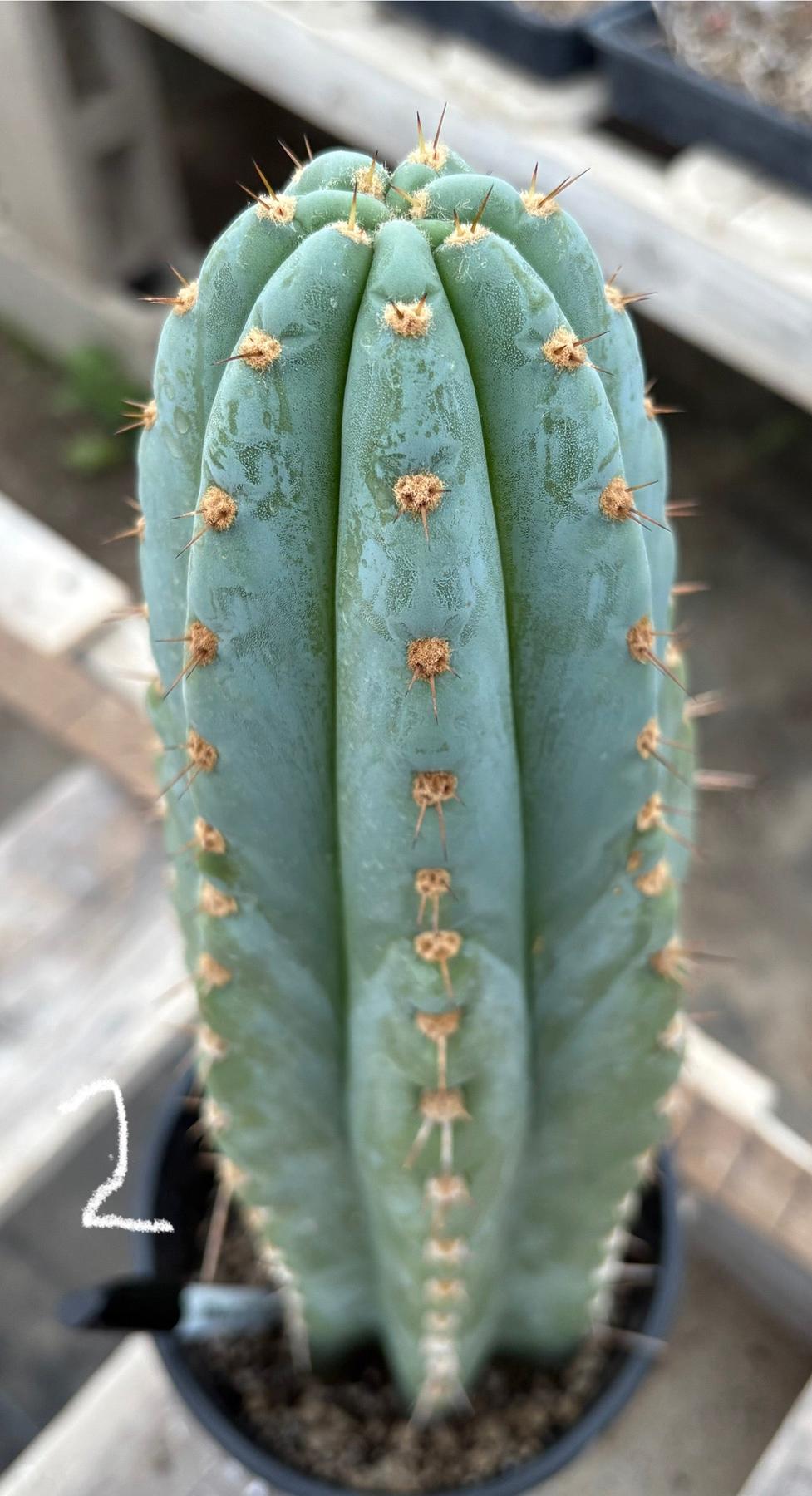 #EC81 EXACT Trichocereus Peruvianus TSSBP Potted Cactus A or B-Cactus - Large - Exact-The Succulent Source