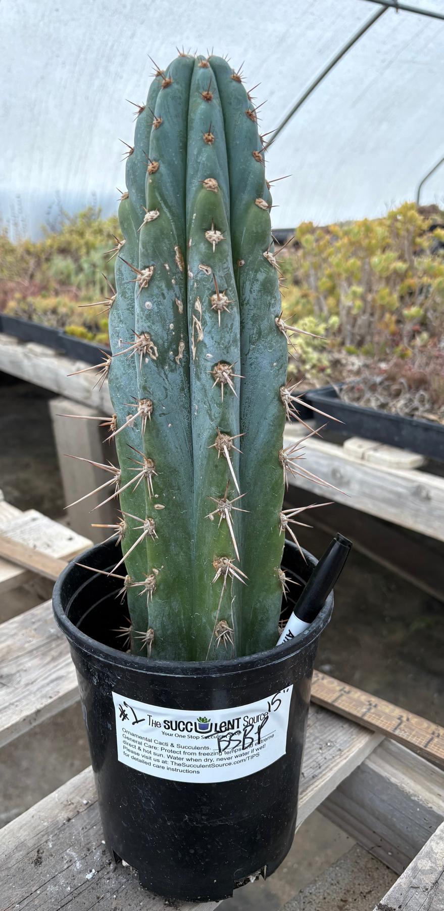 #EC81 EXACT Trichocereus Peruvianus TSSBP Potted Cactus A or B-Cactus - Large - Exact-The Succulent Source