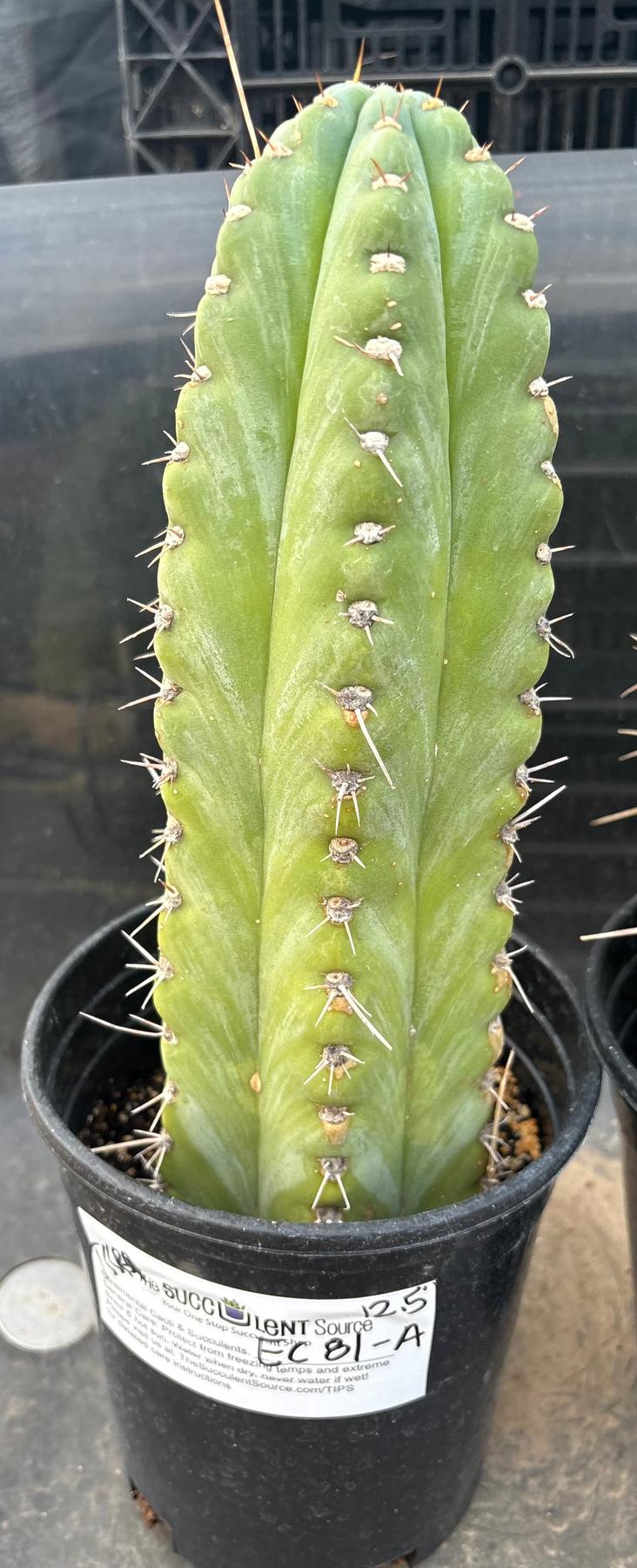 #EC81 EXACT Trichocereus Peruvianus TSSBP Potted Cactus A or B-Cactus - Large - Exact-The Succulent Source
