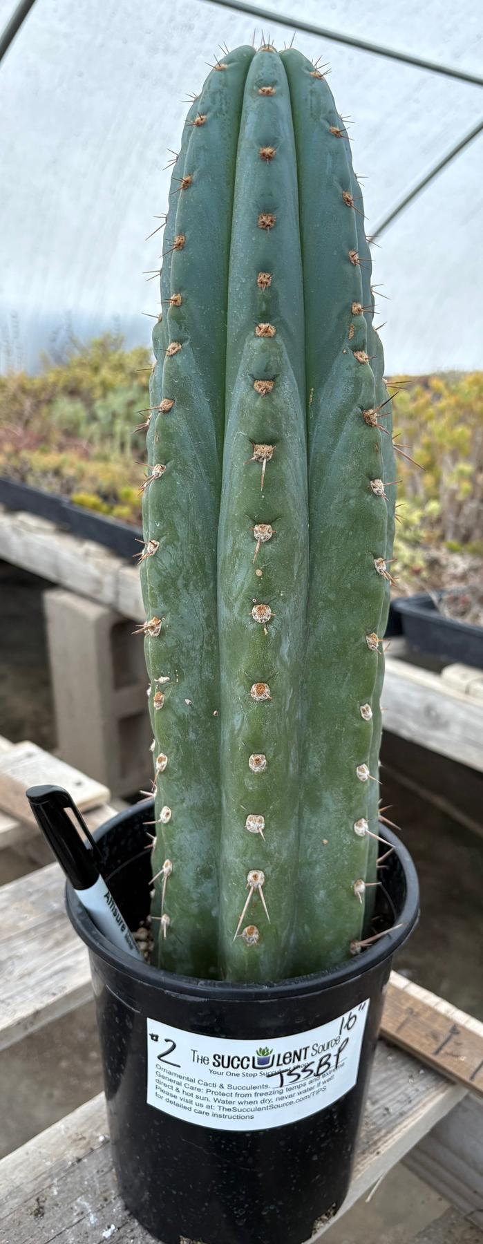 #EC81 EXACT Trichocereus Peruvianus TSSBP Potted Cactus A or B-Cactus - Large - Exact-The Succulent Source