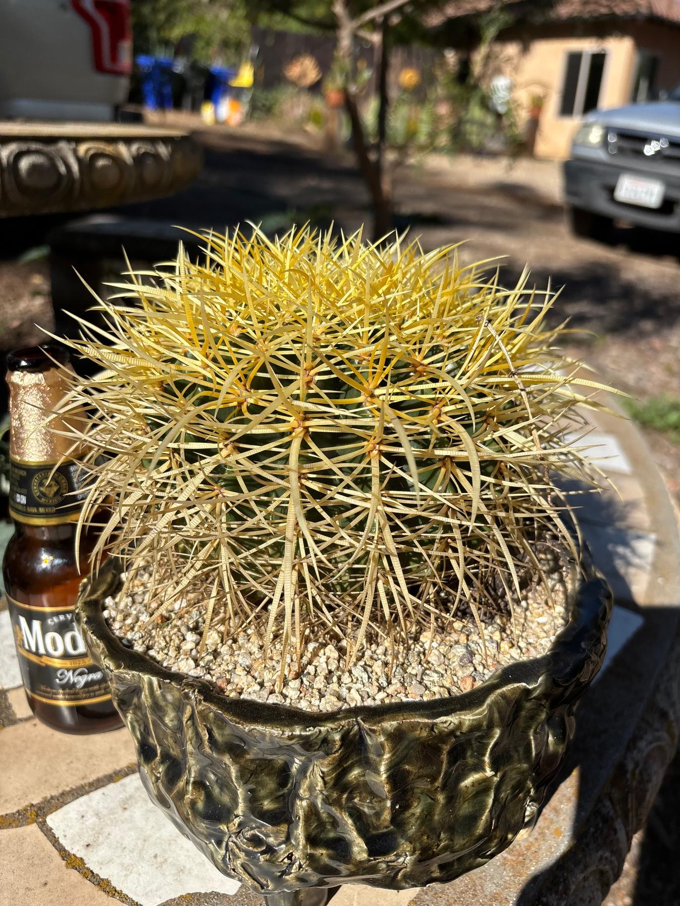 #EC82 EXACT Echinocactus Grusonii Golden Barrel Cactus in Ceramic Pot