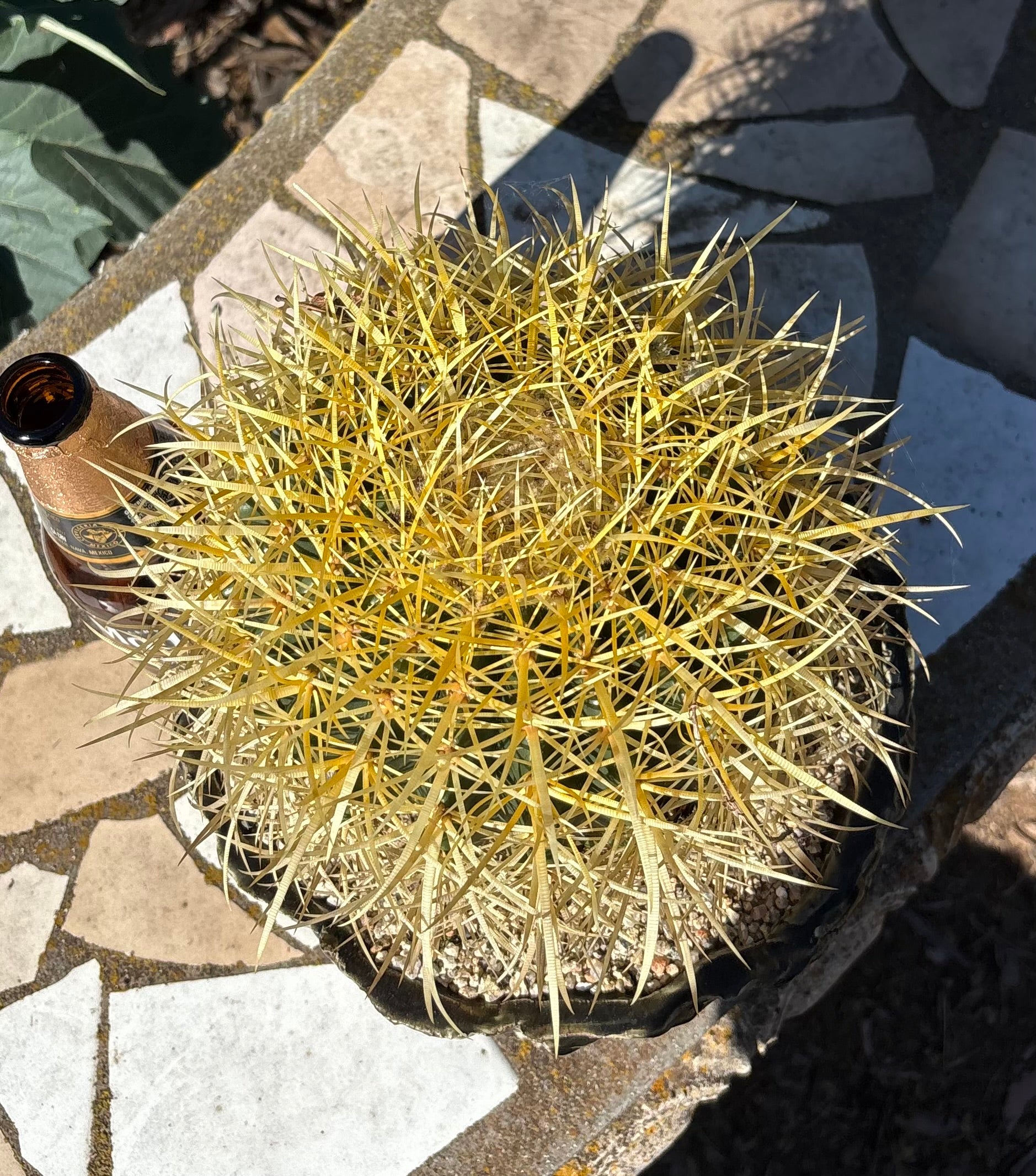 #EC82 EXACT Echinocactus Grusonii Golden Barrel Cactus in Ceramic Pot-Cactus - Large - Exact-The Succulent Source