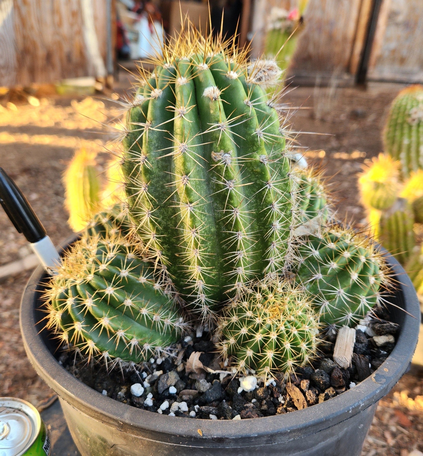 #EC82 EXACT Trichocereus Grandiflorus Hybrid Cactus-Cactus - Large - Exact-The Succulent Source