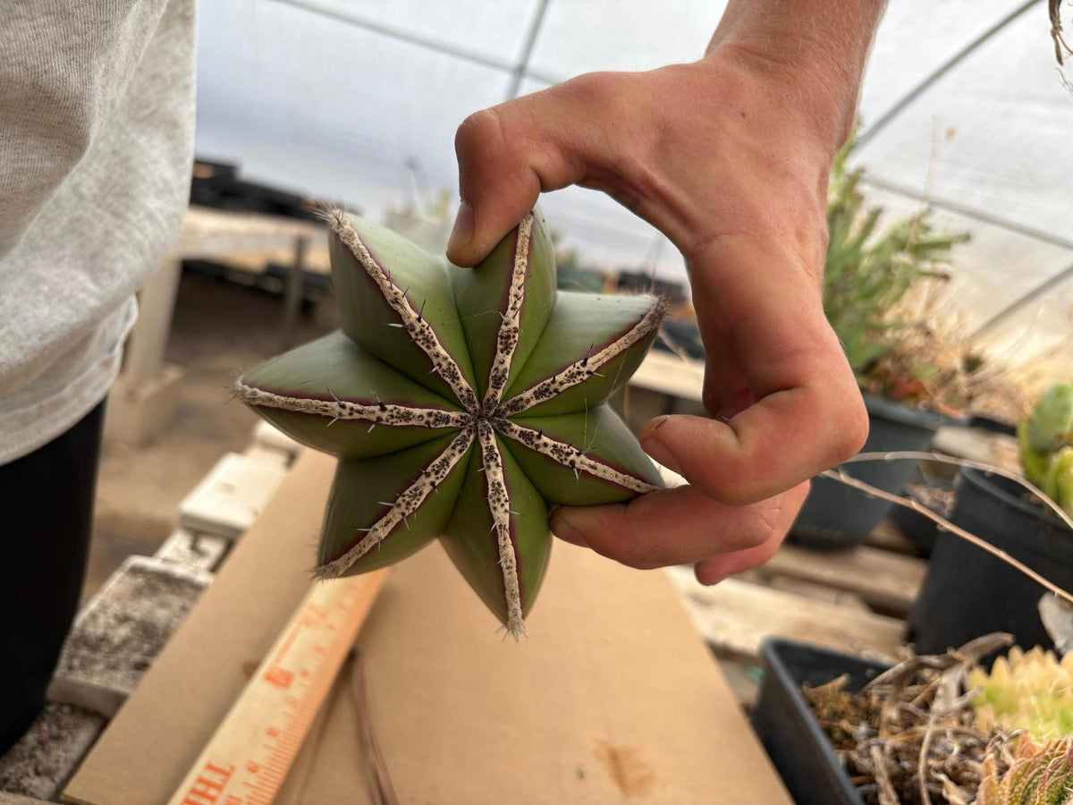#EC83 EXACT Pachycerus Marginatus Mexican Fencepost Cactus cutting 39”-Cactus - Big-The Succulent Source