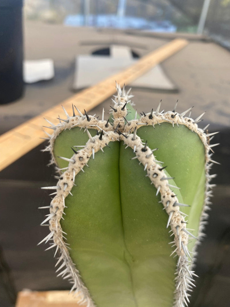 #EC83 EXACT Pachycerus Marginatus Mexican Fencepost Cactus Potted 21"
