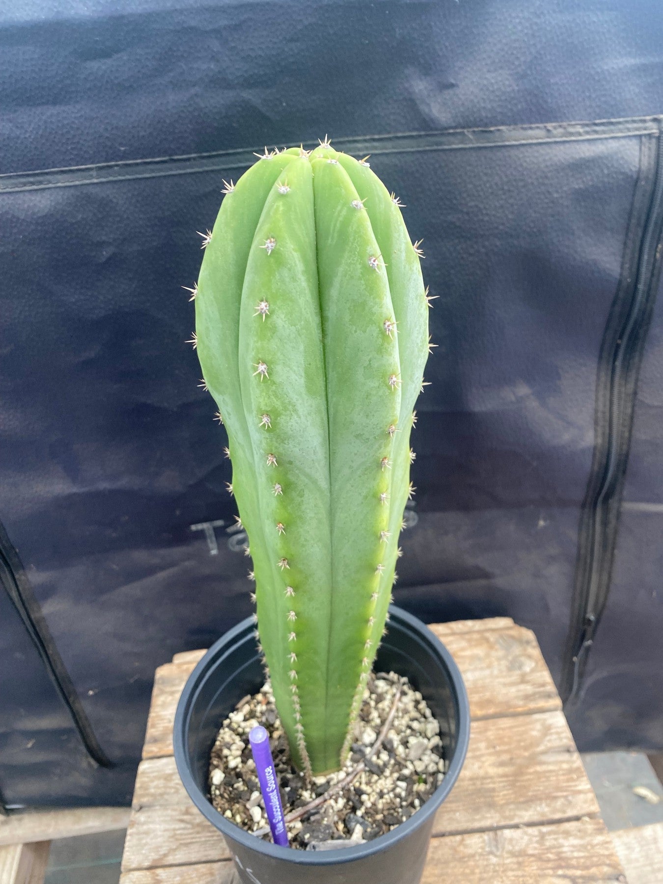 #EC84 EXACT Trichocereus Hybrid Pachanoi Barbaras Juuls OP 14”-Cactus - Large - Exact-The Succulent Source
