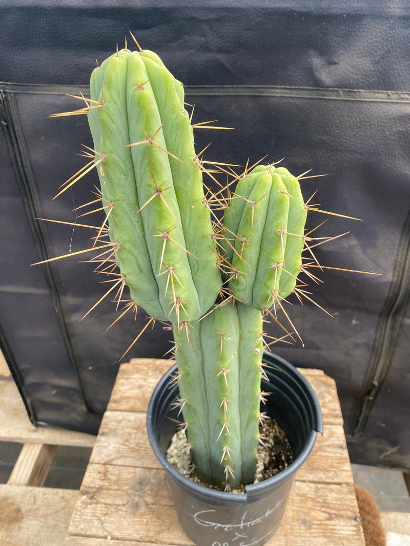 #EC85 EXACT Trichocereus Jiimz Bridgesii  Cactus 16.5"
