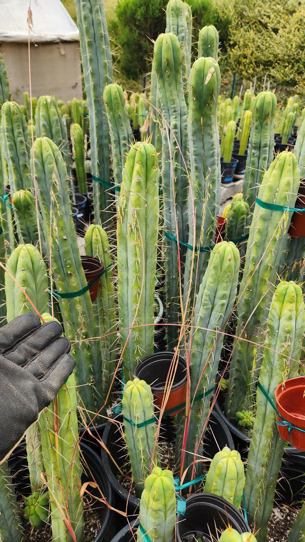 #EC85 EXACT Trichocereus "K-Valle" Bridgesii Cactus Cutting 10-12"-Cactus - Large - Exact-The Succulent Source