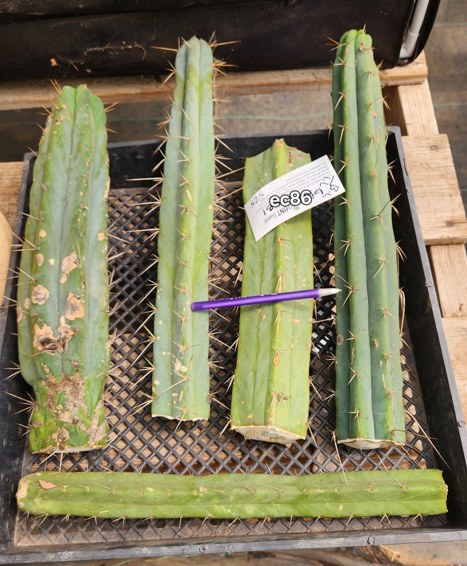 #EC86 EXACT Trichocereus Bridgesii "Jiimz" TLC Ornamental Cactus cuttings-Cactus - Large - Exact-The Succulent Source