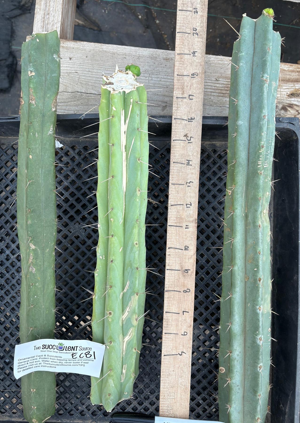 #EC86 EXACT Trichocereus Bridgesii "Jiimz" TLC Ornamental Cactus cuttings-Cactus - Large - Exact-The Succulent Source