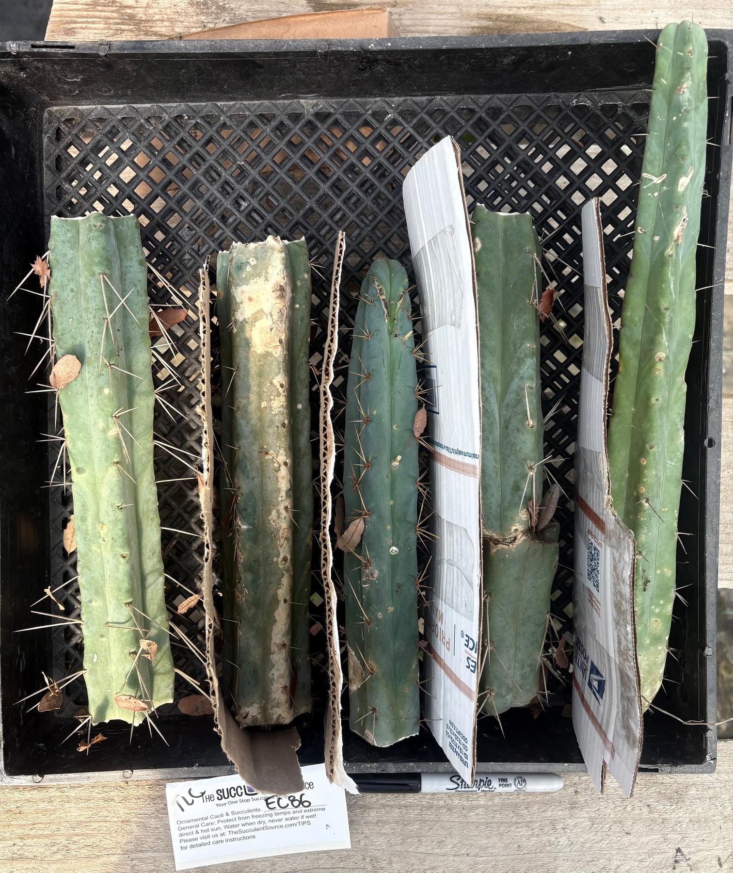 #EC86 EXACT Trichocereus Bridgesii "Jiimz" TLC Ornamental Cactus cuttings-Cactus - Large - Exact-The Succulent Source
