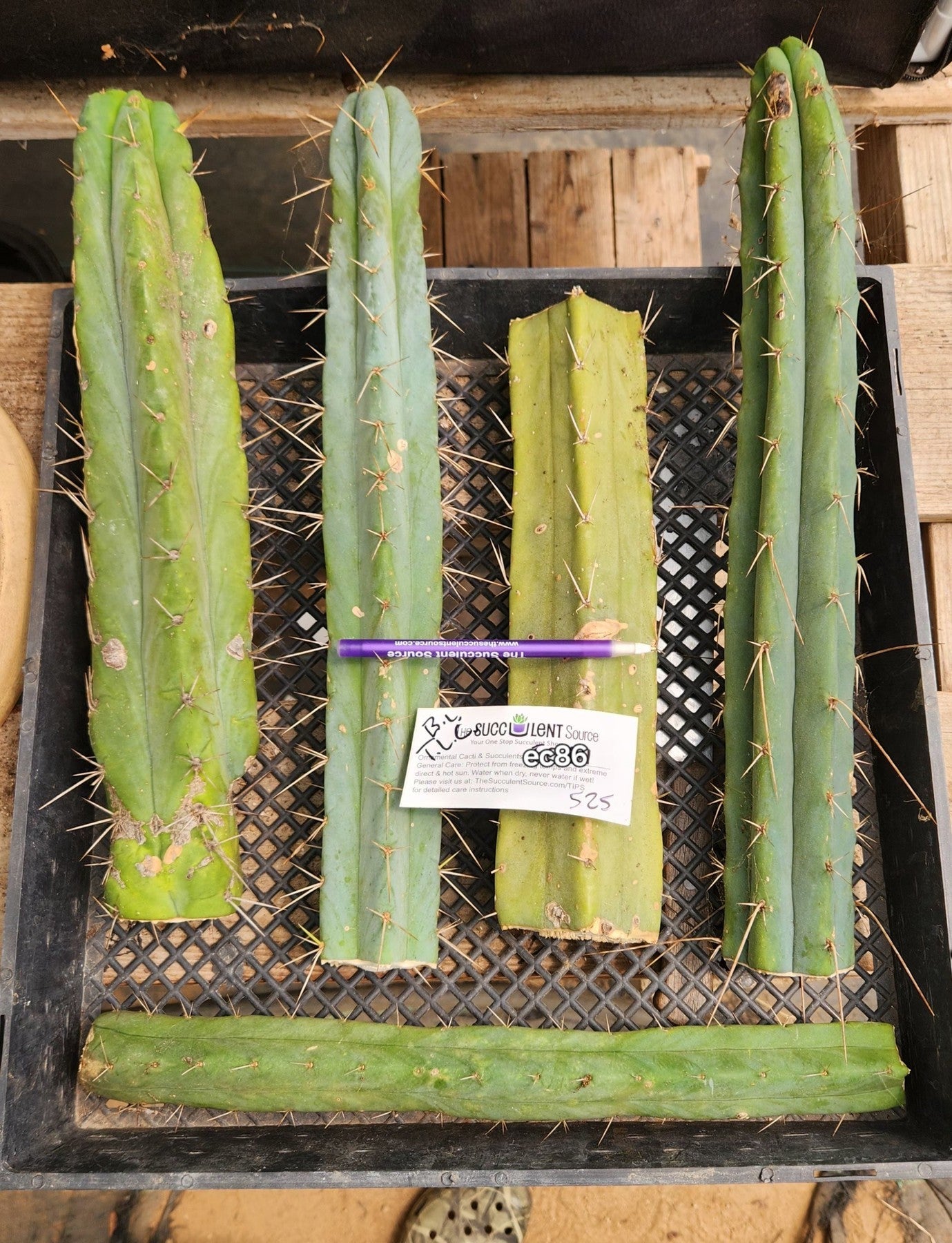 #EC86 EXACT Trichocereus Bridgesii "Jiimz" TLC Ornamental Cactus cuttings-Cactus - Large - Exact-The Succulent Source