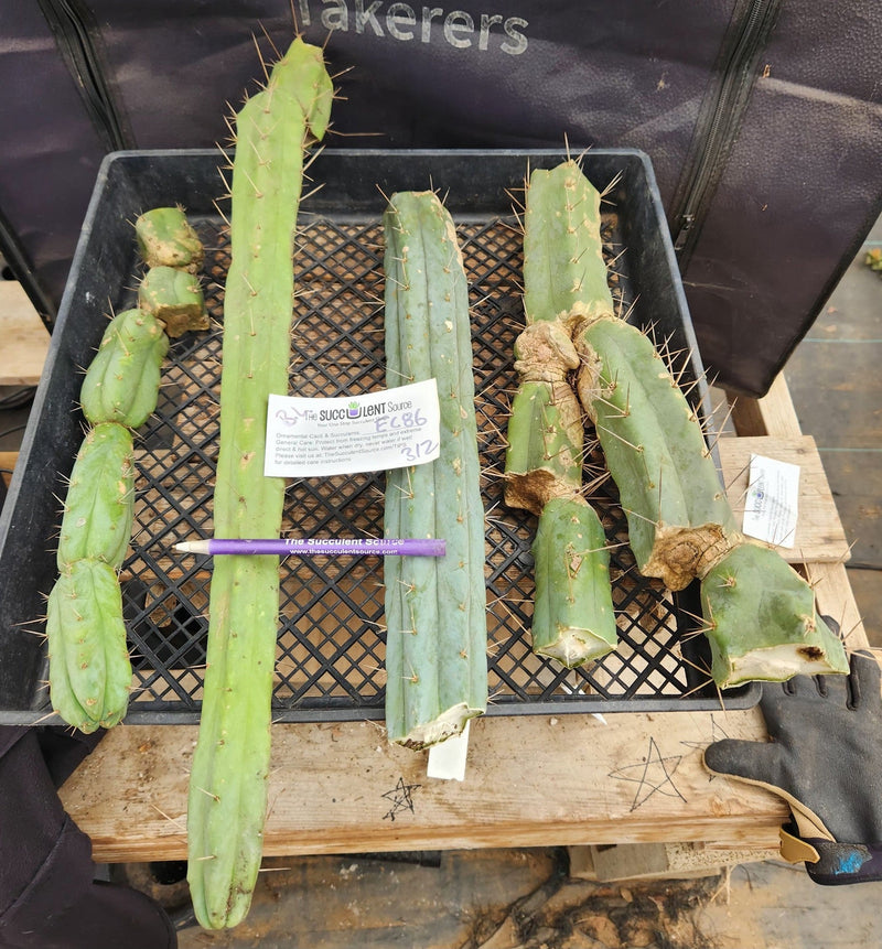 #EC86 EXACT Trichocereus Bridgesii "Jiimz" TLC Ornamental Cactus cuttings