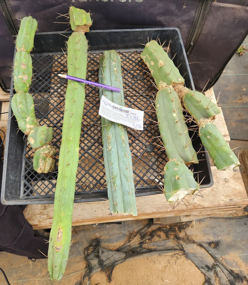 #EC86 EXACT Trichocereus Bridgesii "Jiimz" TLC Ornamental Cactus cuttings