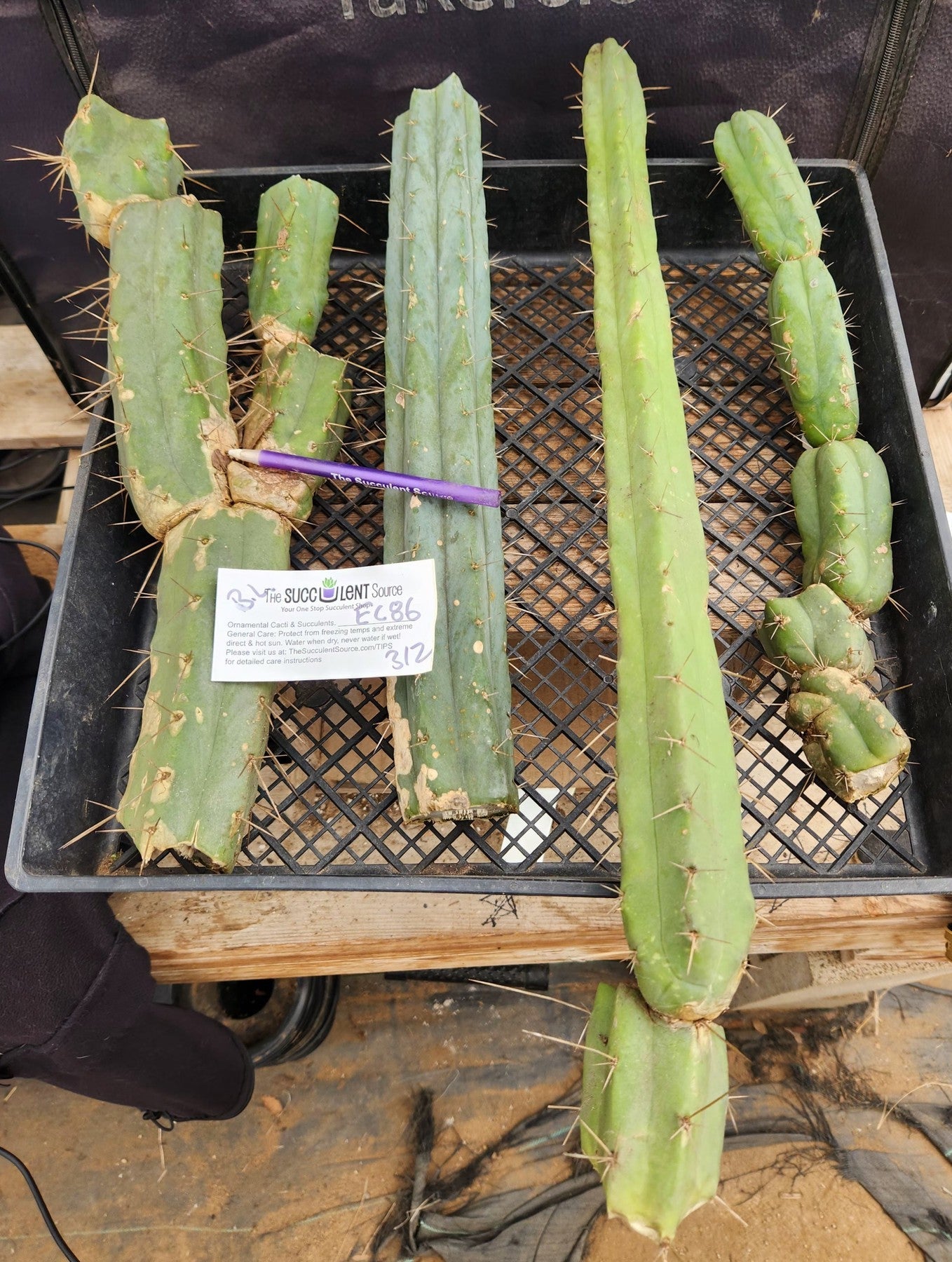 #EC86 EXACT Trichocereus Bridgesii "Jiimz" TLC Ornamental Cactus cuttings-Cactus - Large - Exact-The Succulent Source