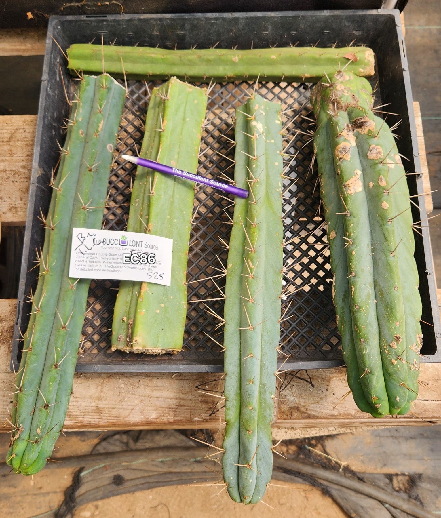 #EC86 EXACT Trichocereus Bridgesii "Jiimz" TLC Ornamental Cactus cuttings-Cactus - Large - Exact-The Succulent Source