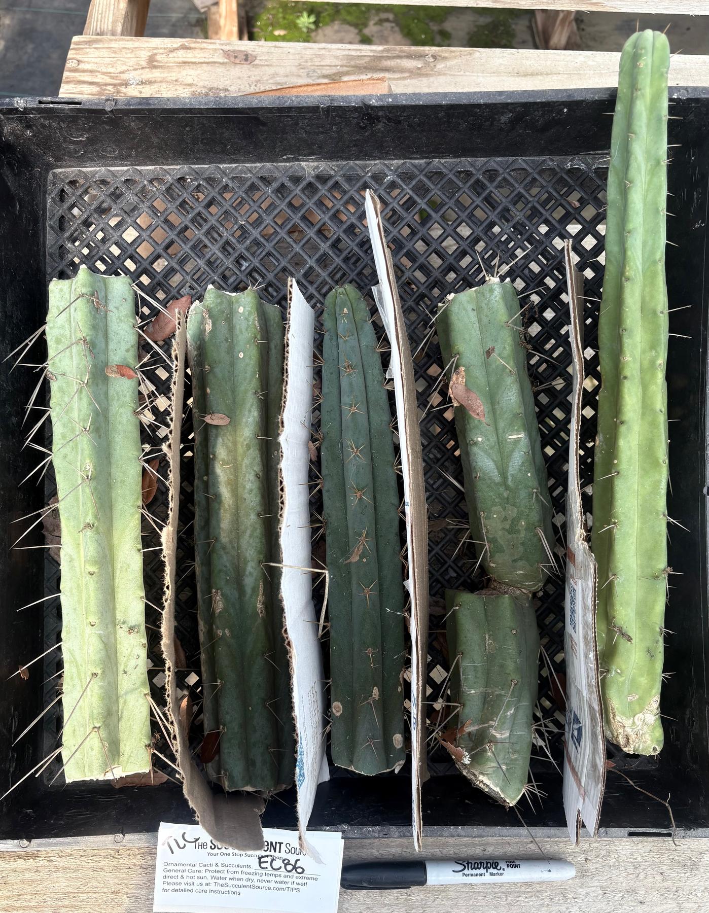 #EC86 EXACT Trichocereus Bridgesii "Jiimz" TLC Ornamental Cactus cuttings-Cactus - Large - Exact-The Succulent Source