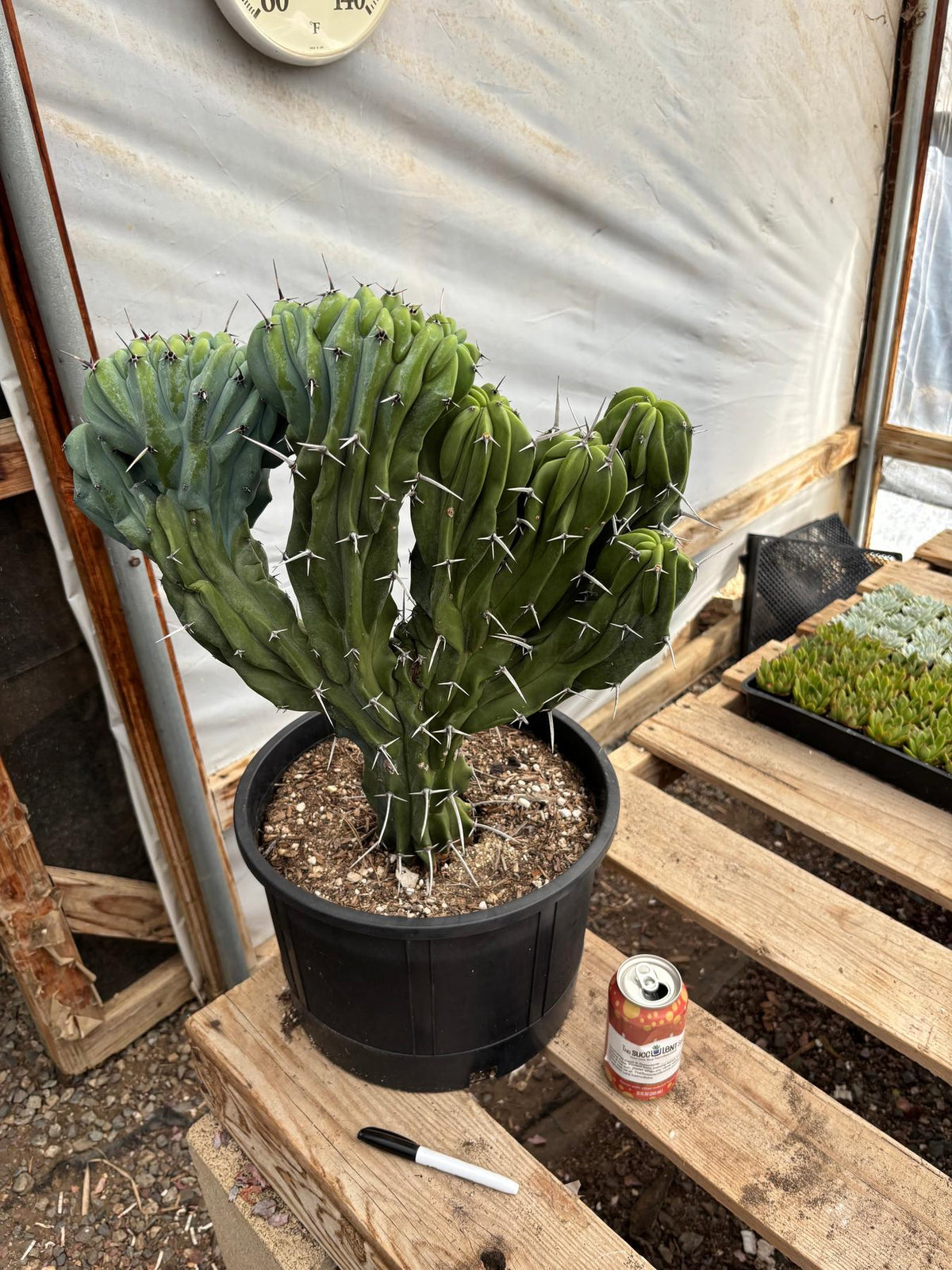 #EC87 Myrtillocactus Geometrizans Blue Candle Crested Cactus potted-Cactus - Large - Exact-The Succulent Source